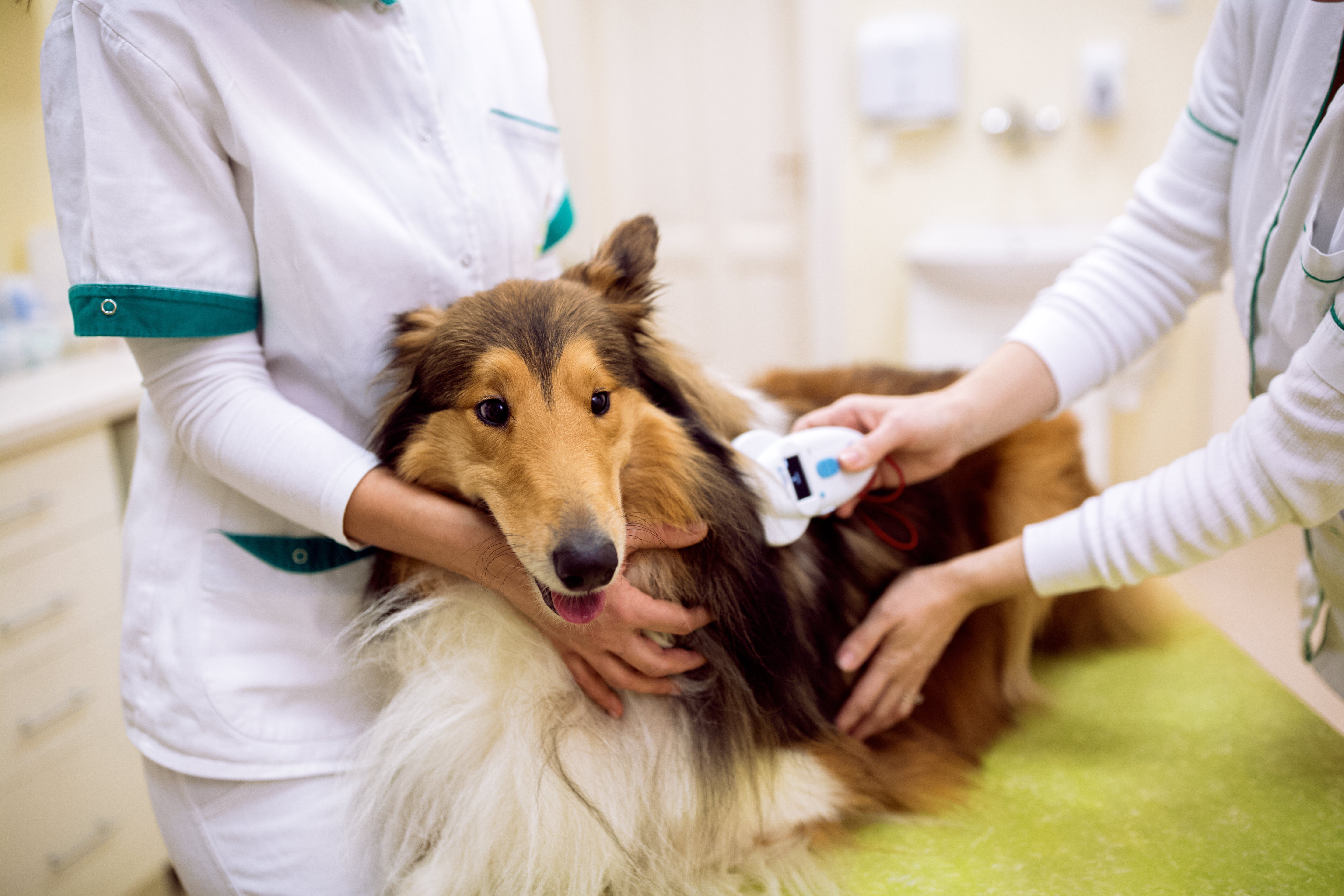 Group,Of,Veterinarian,Chech,Chip,At,Dog's,Neck,And,Reading