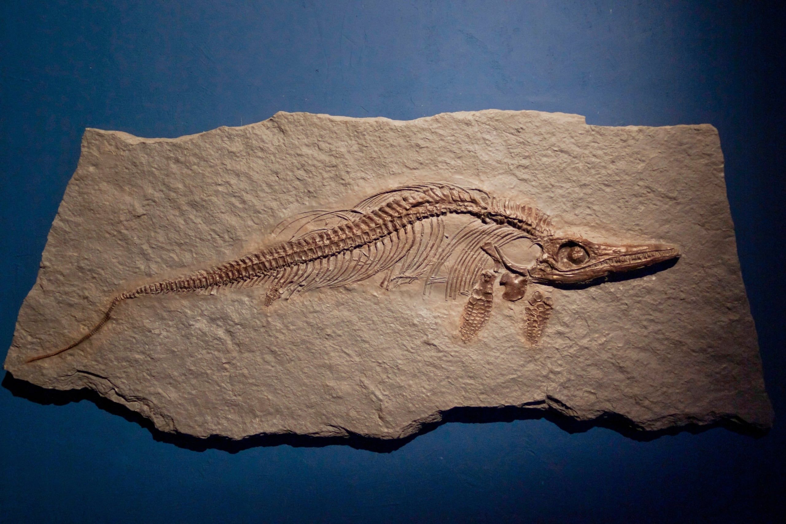 Zdjęcie ilustracyjne – Ichtiozaur. Muzeum paleontologiczne Teruel.