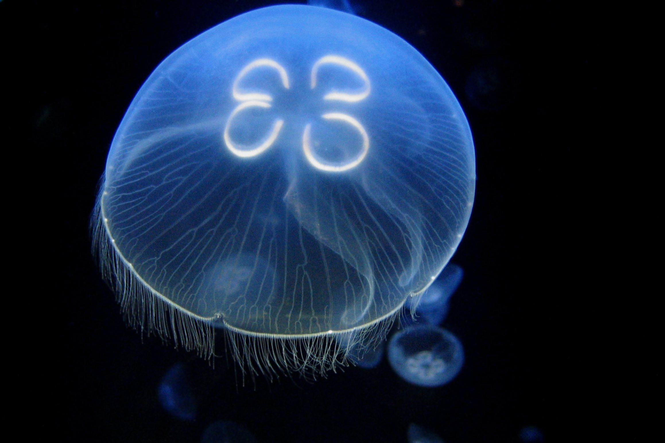 Aurelia,Aurita,Jellyfish,With,Black,Light