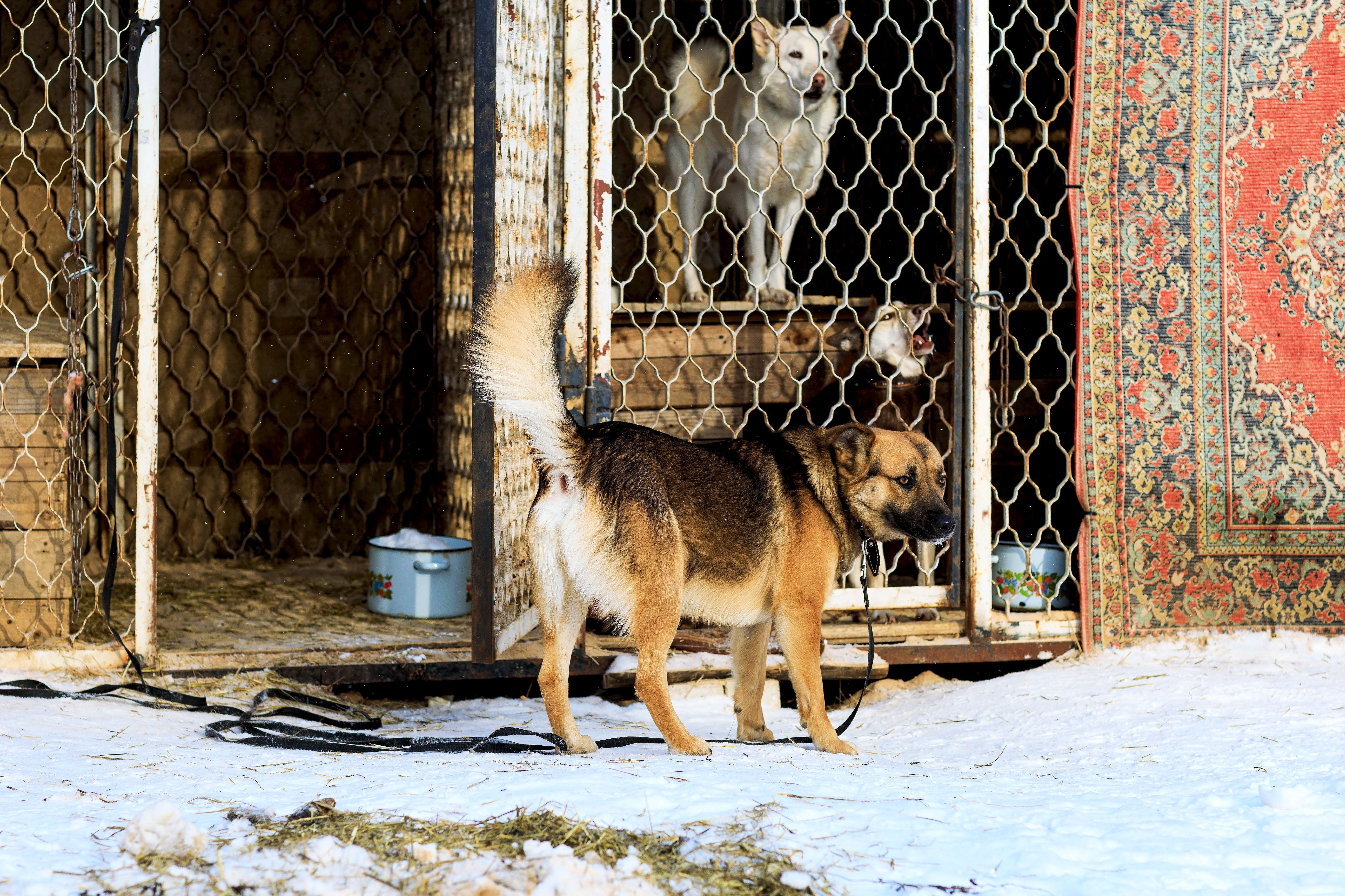 A,Dog,From,A,Shelter,For,Stray,Dogs,In,The