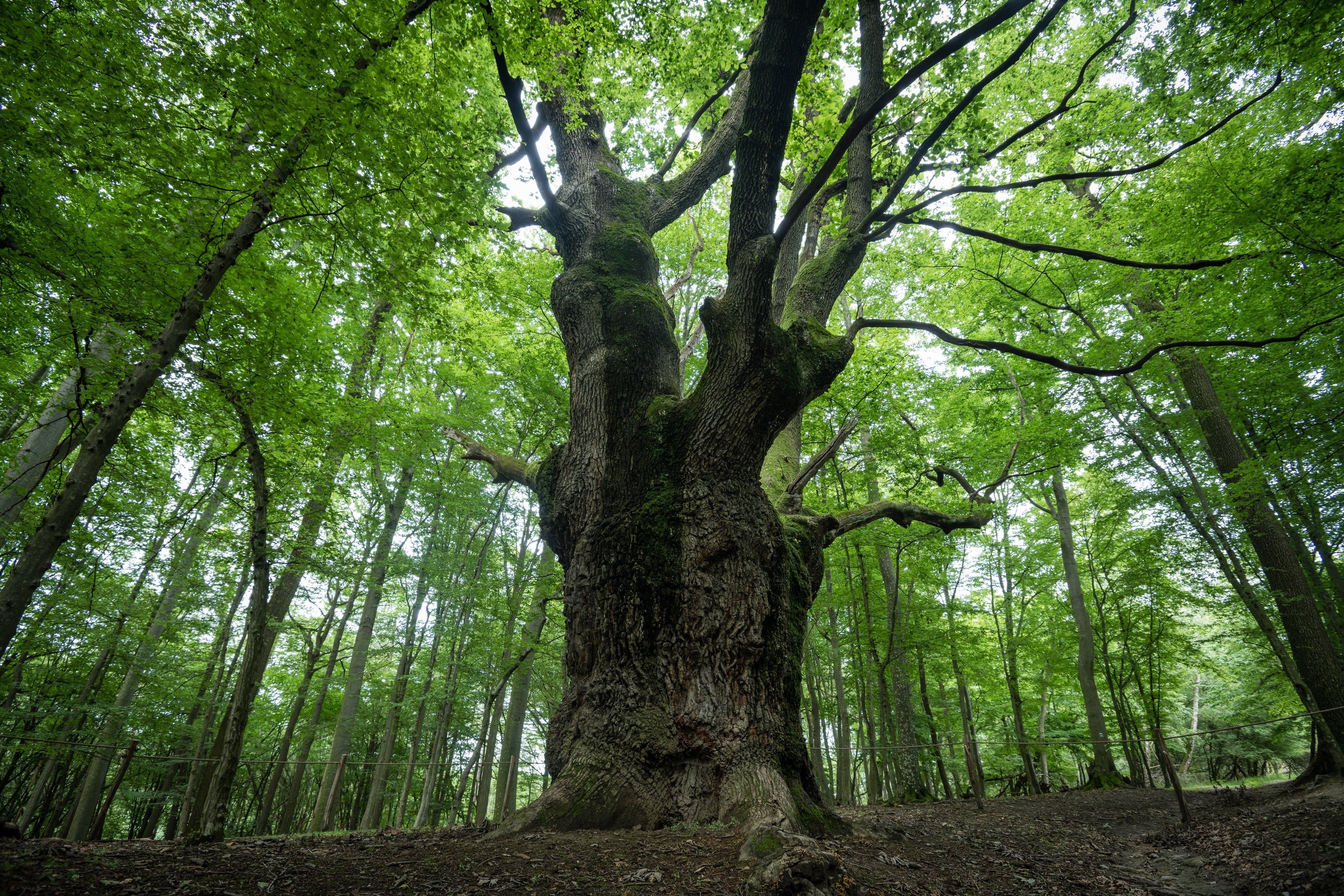 Dragon,Oak,-,Placed,Second,In,The,European,Tree,Of