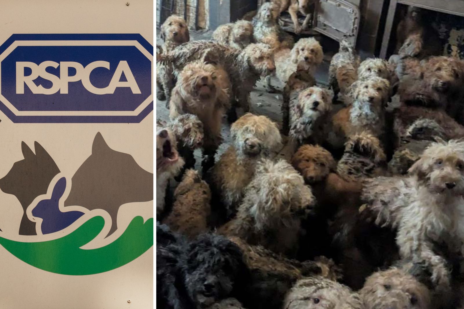 rspca