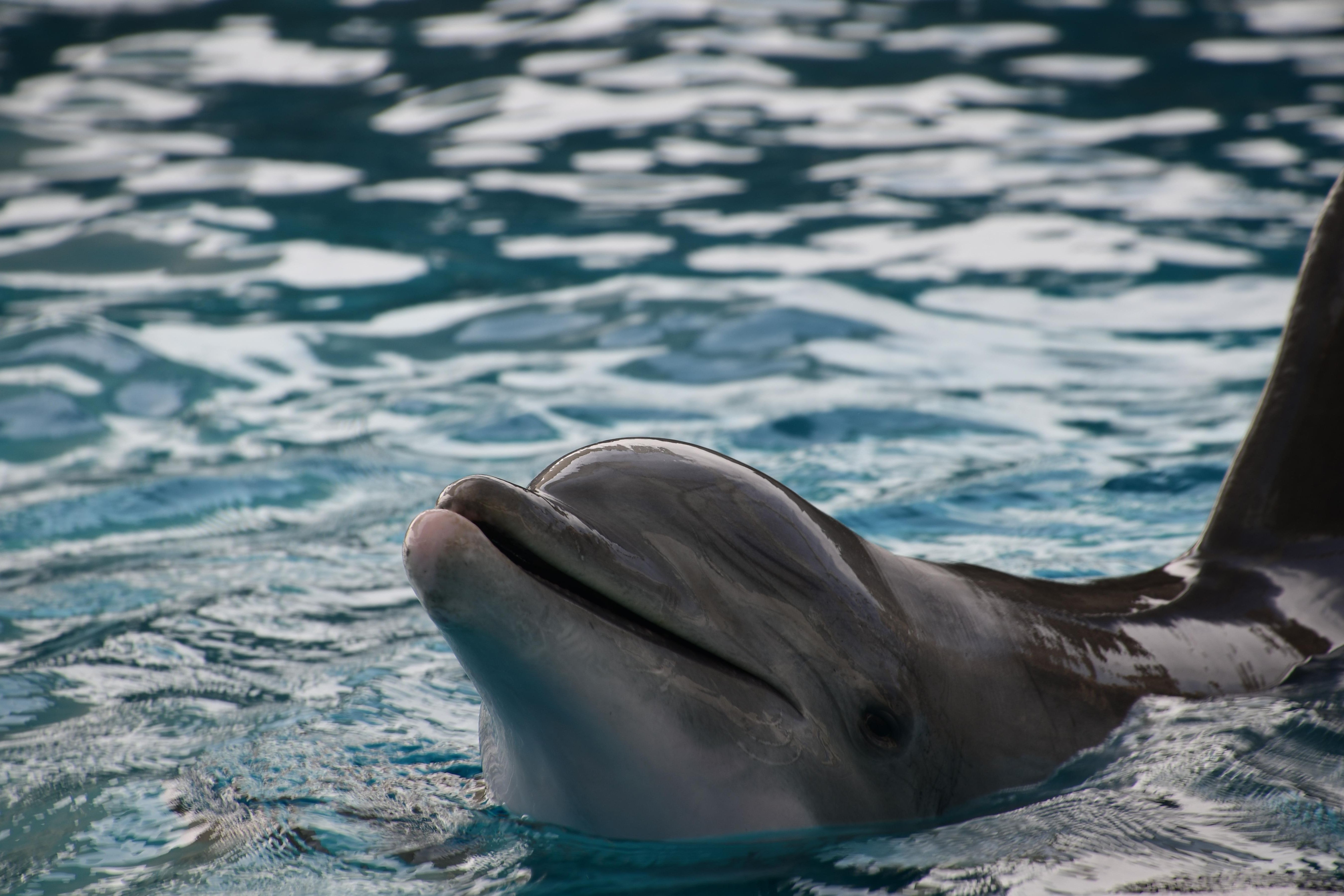 Bottlenose,Dolphins,Often,Appear,To,Be,Smiling