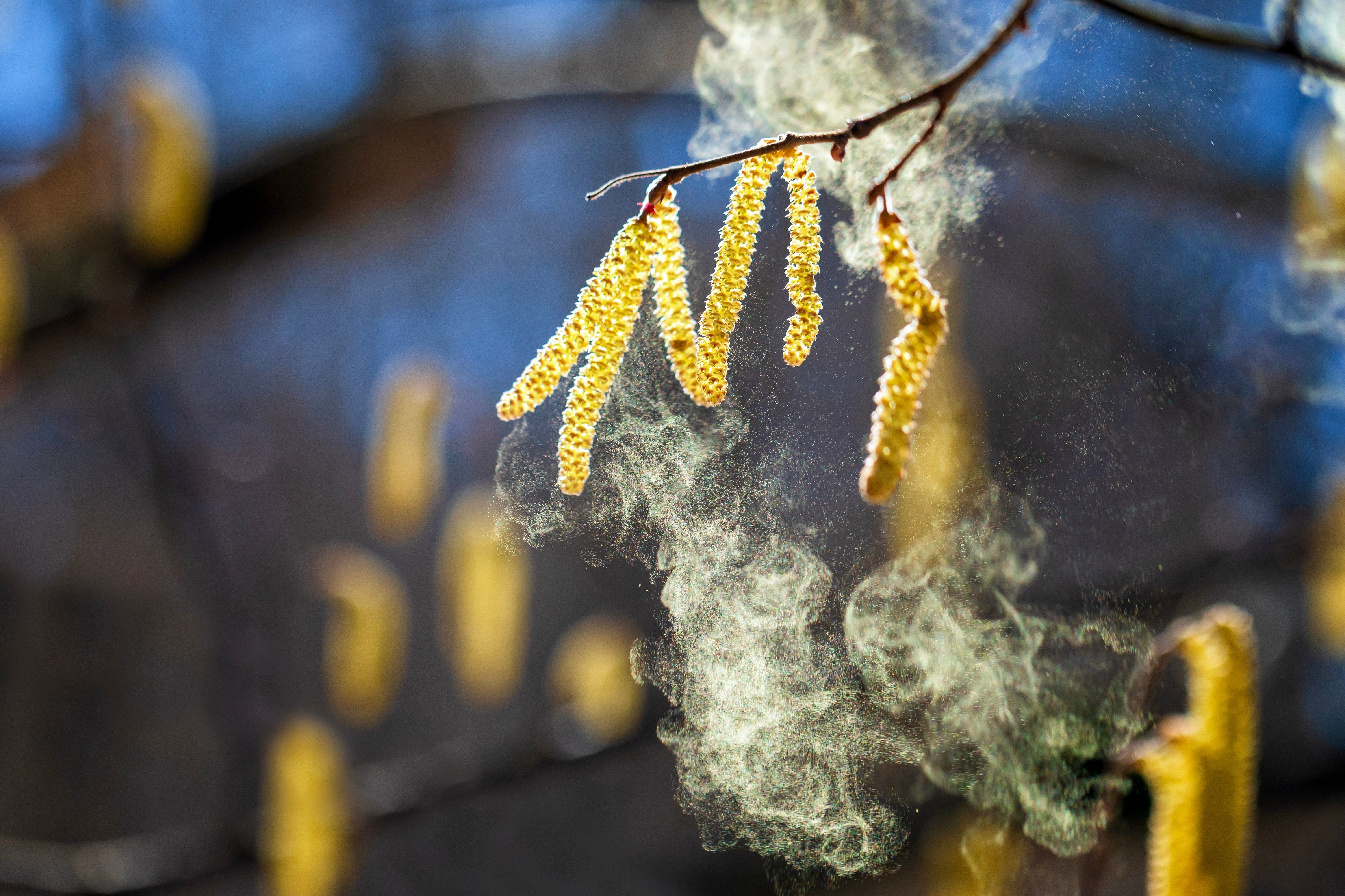 Lots,Of,Fine,Golden,Pollen,Spray,The,Buds,Of,Birch