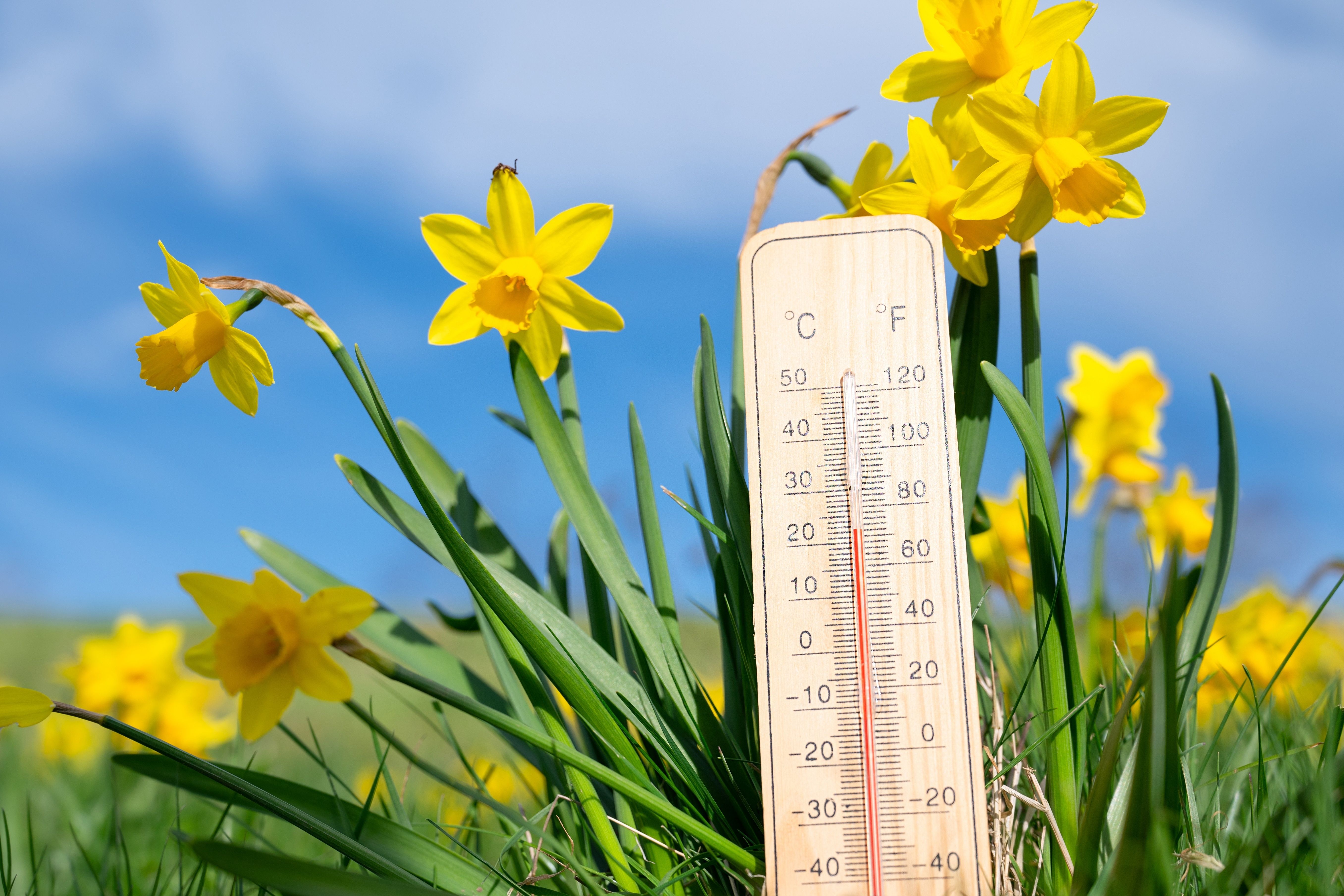 Thermometer,With,Daffodils,Flowers,,Blue,Sky,And,Sun,,Measure,The
