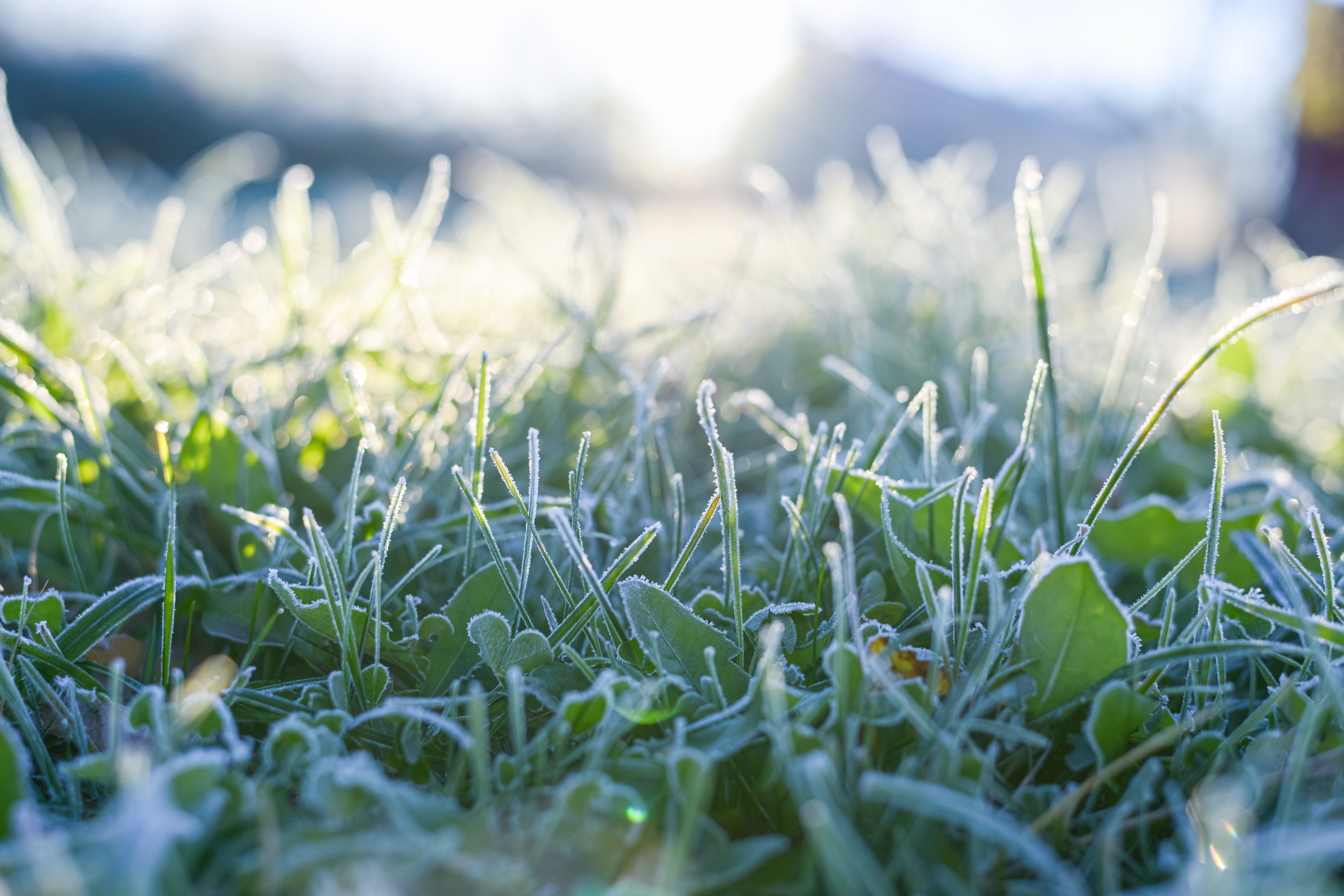 Green,Frozen,Grass,Under,The,Rays,Of,The,Rising,Sun