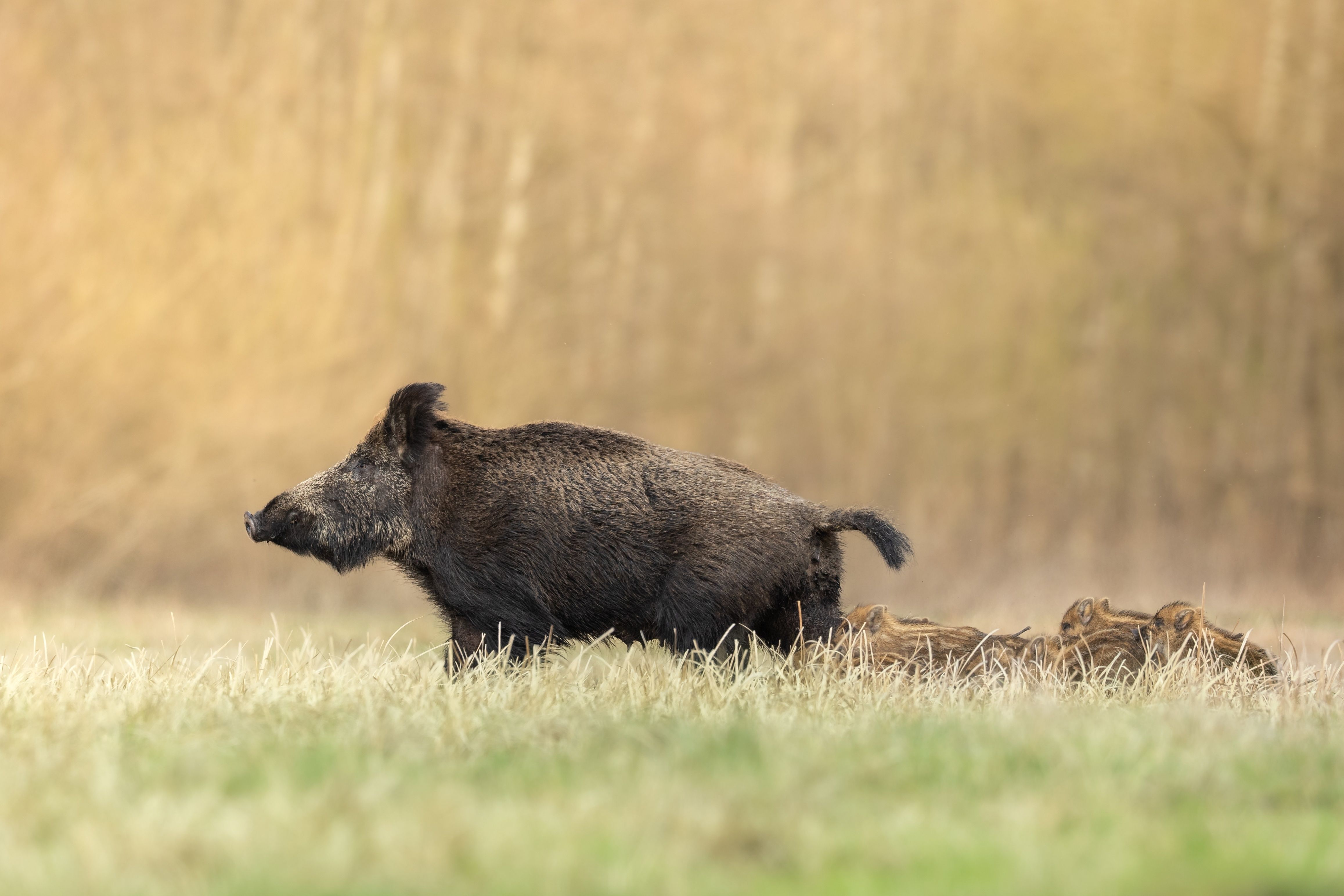 Mammals,-,Wild,Boar,Sus,Scrofa,,Animal,Runing,,Green,Meadow,