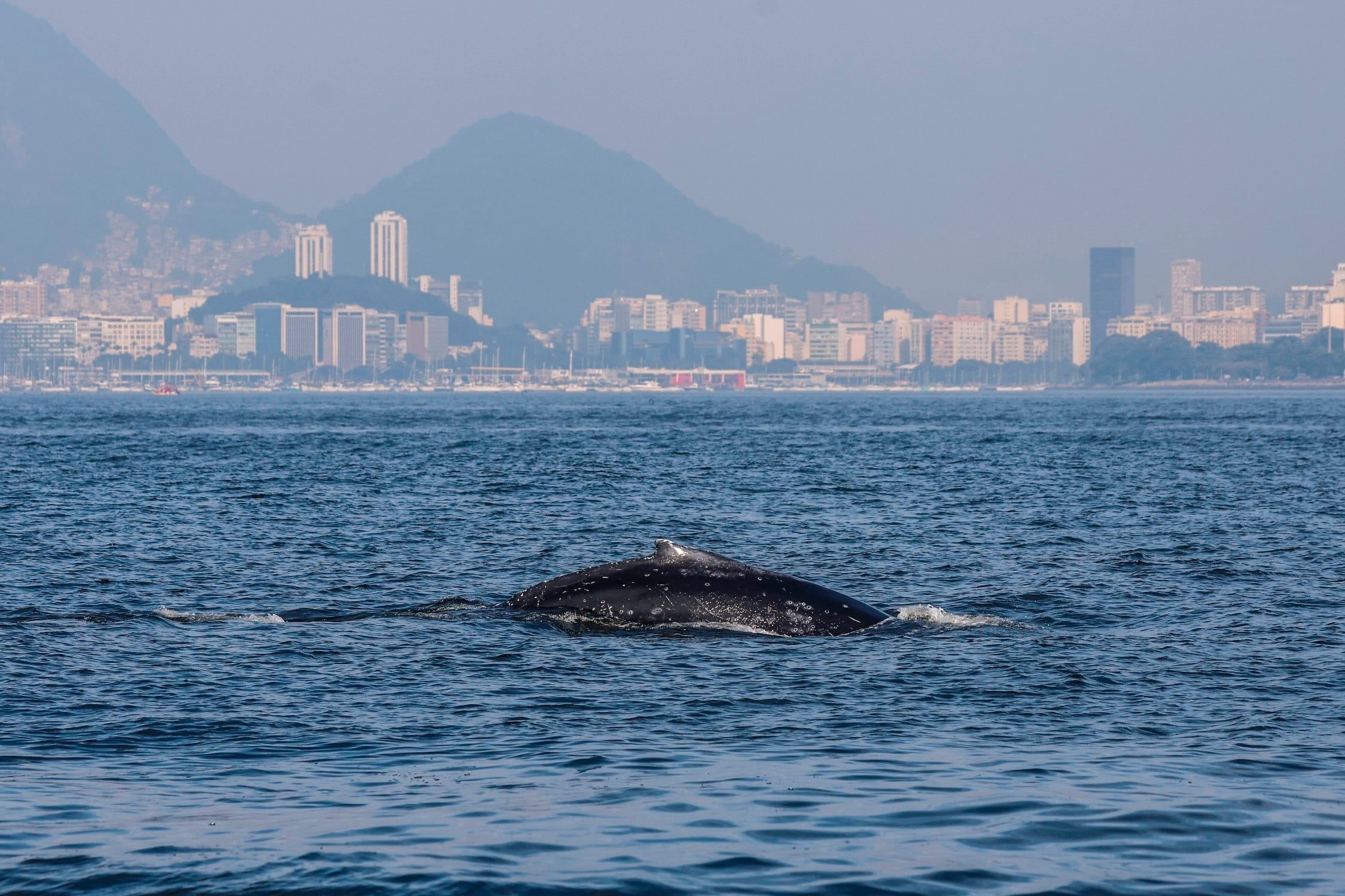 Migration of humpback whales to Brazil