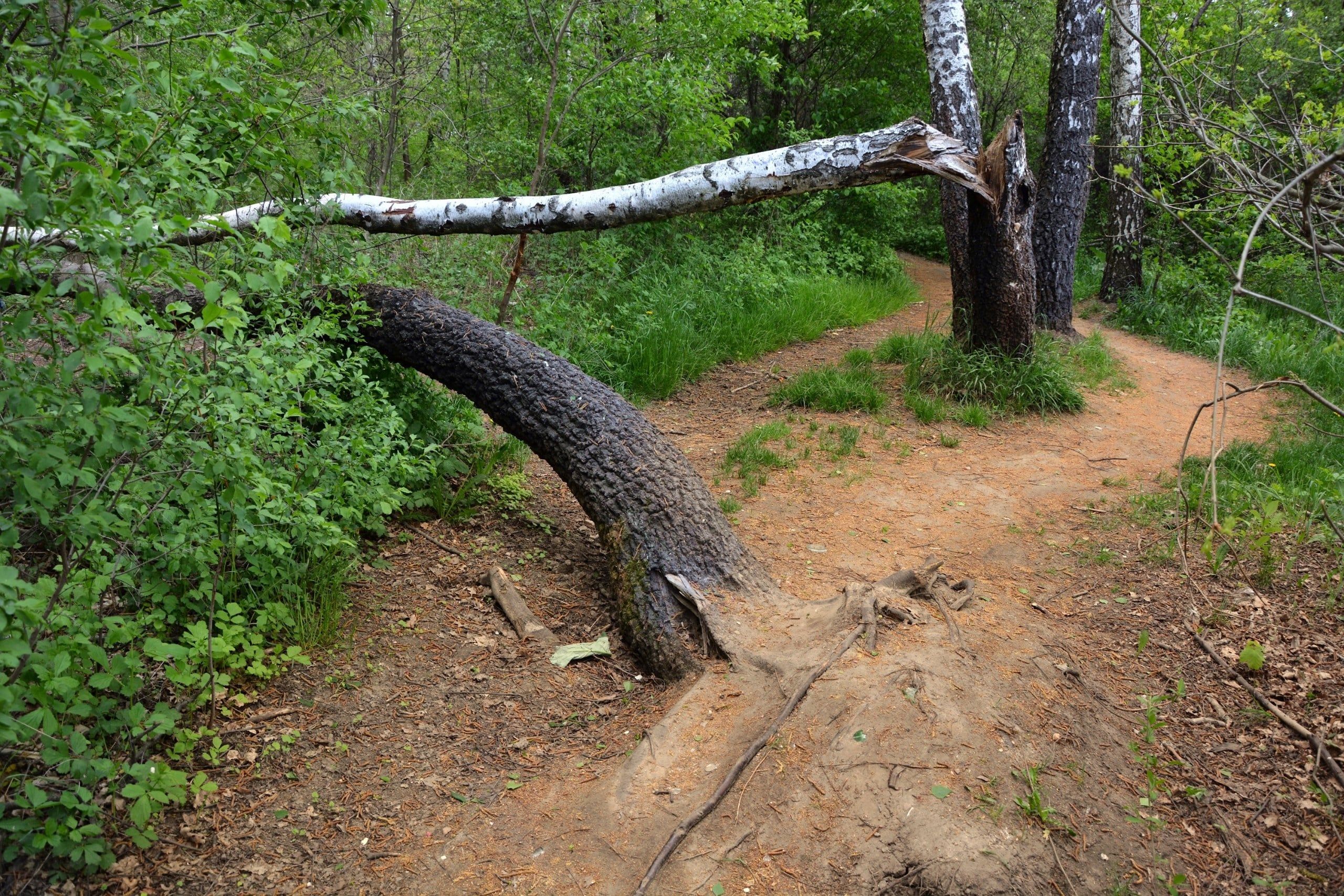 Fallen,Trees,In,The,Forest,By,The,Path,By,A