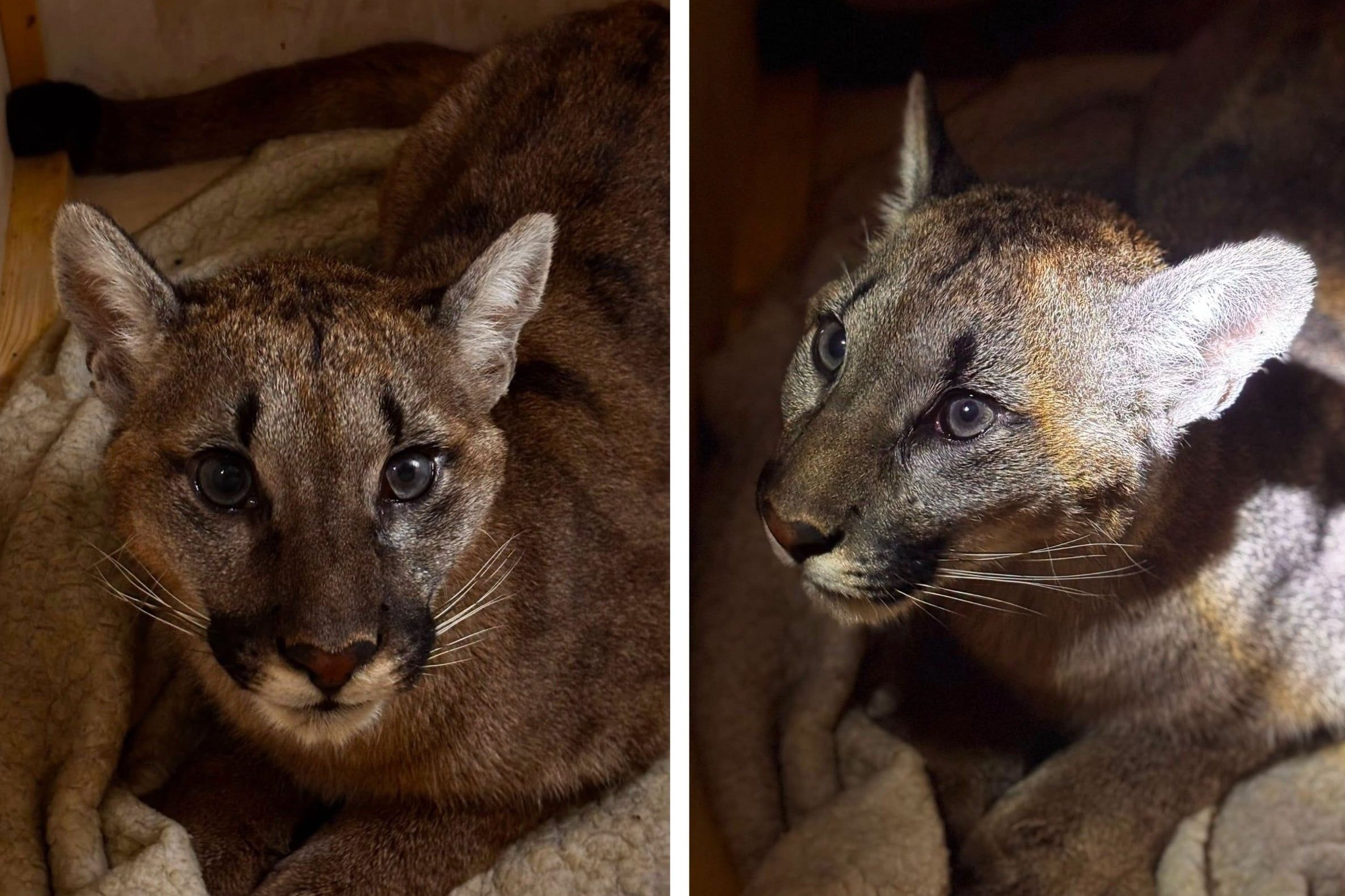 puma