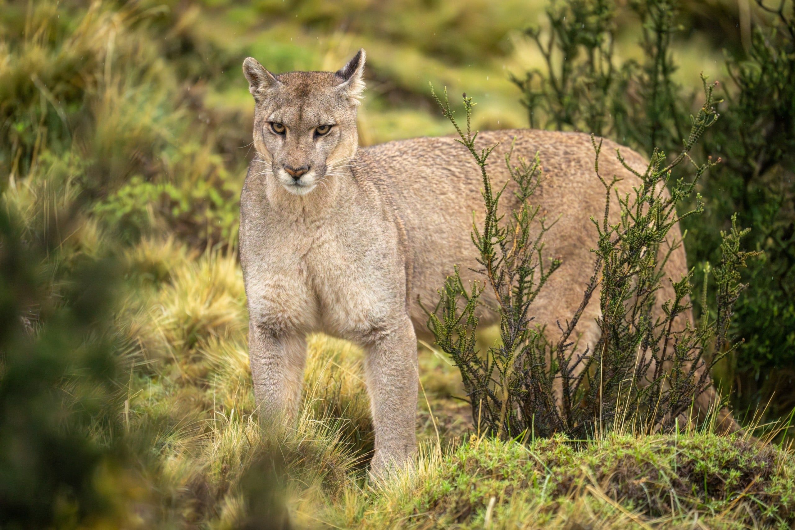 puma