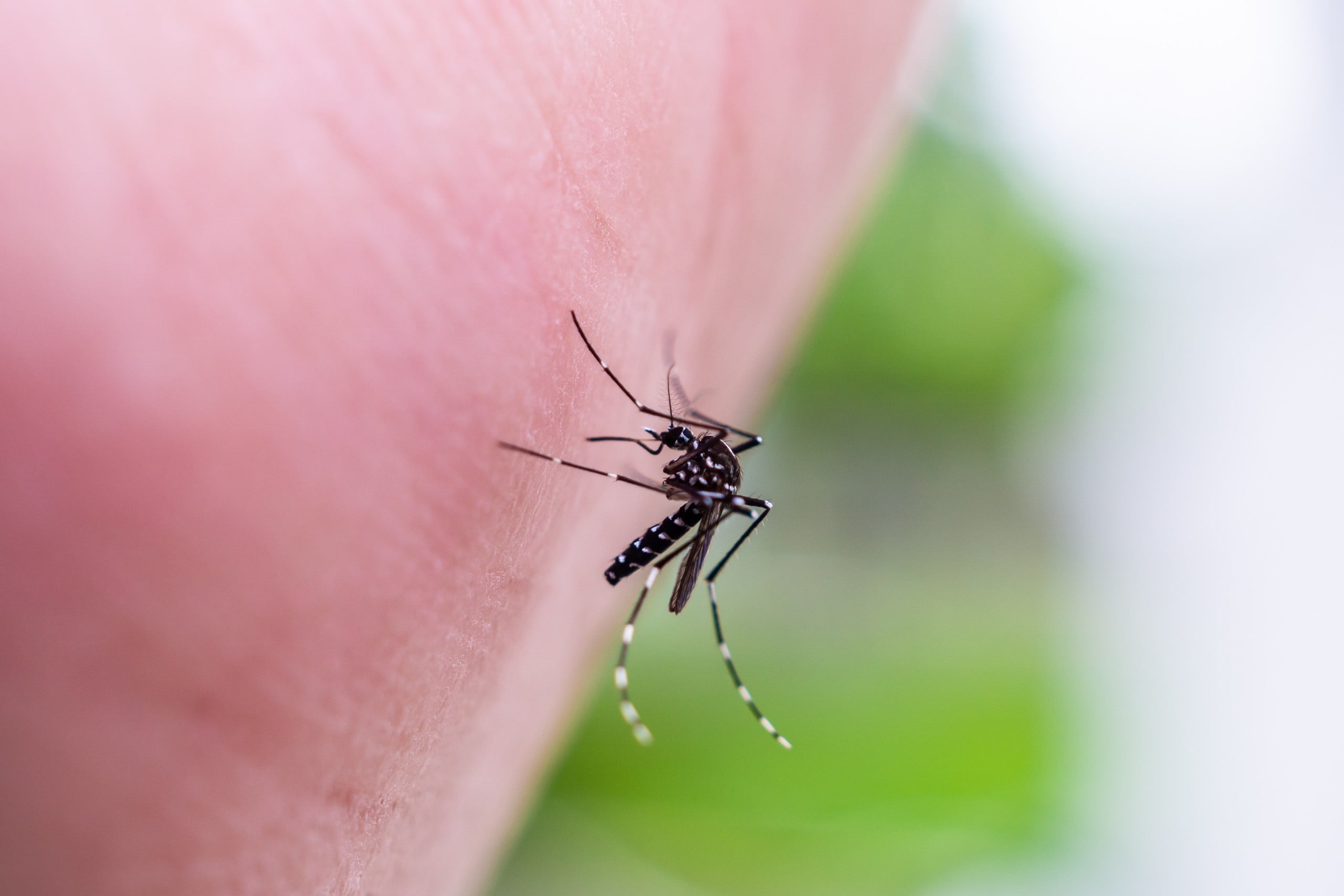 Sri Lanka zmaga się z epidemią. Do walki z dengą wkroczyło wojsko