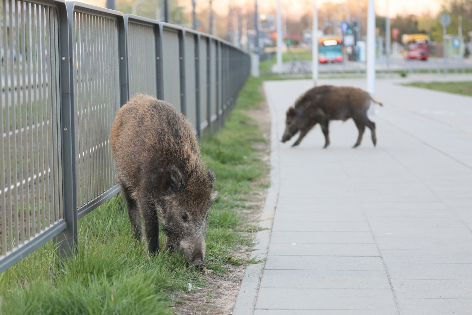 dzik szukający pożywienia przy chodniku w mieście, w tle ulica z ruchem drogowym