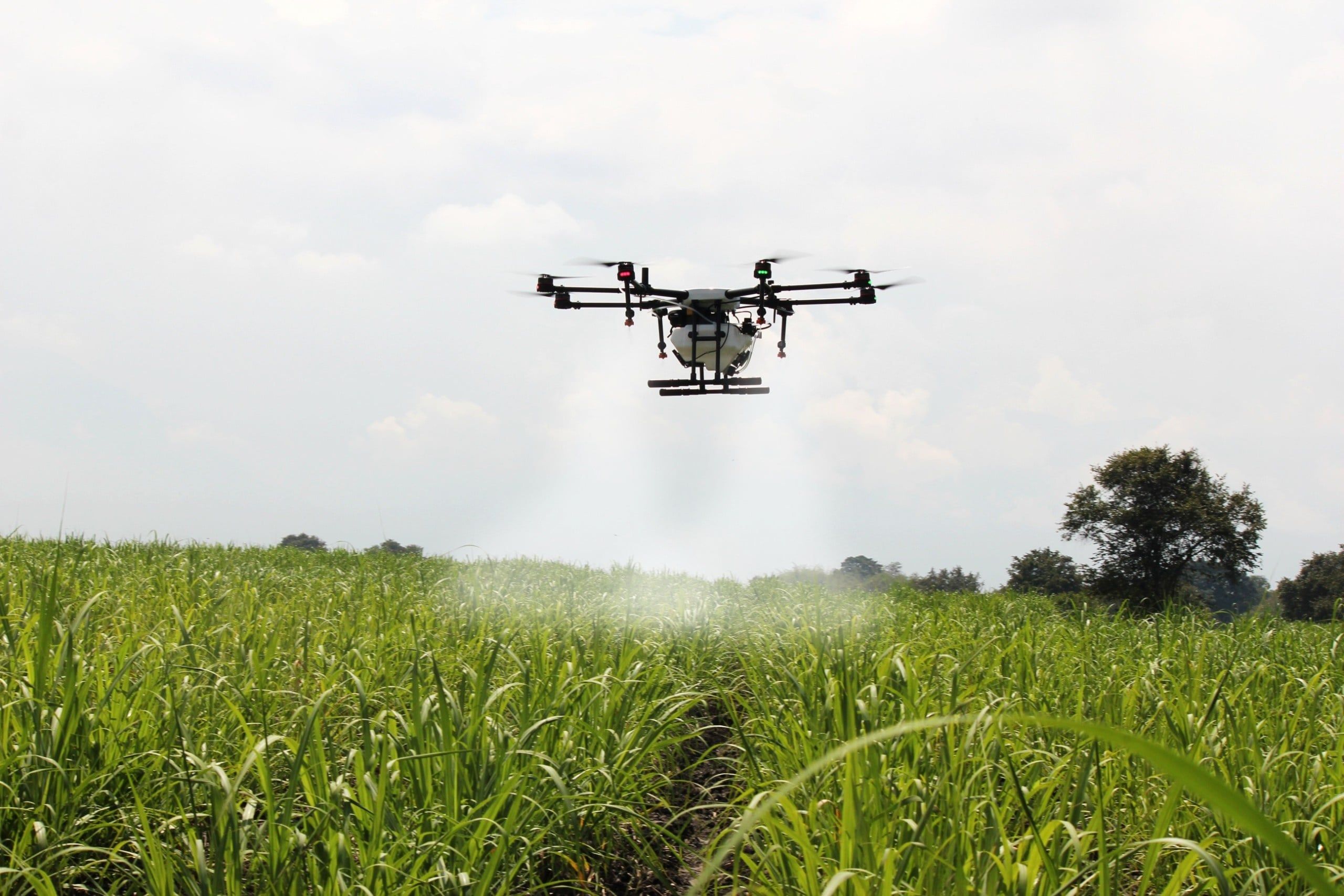 herney-spraying-sugar-cane-2746350
