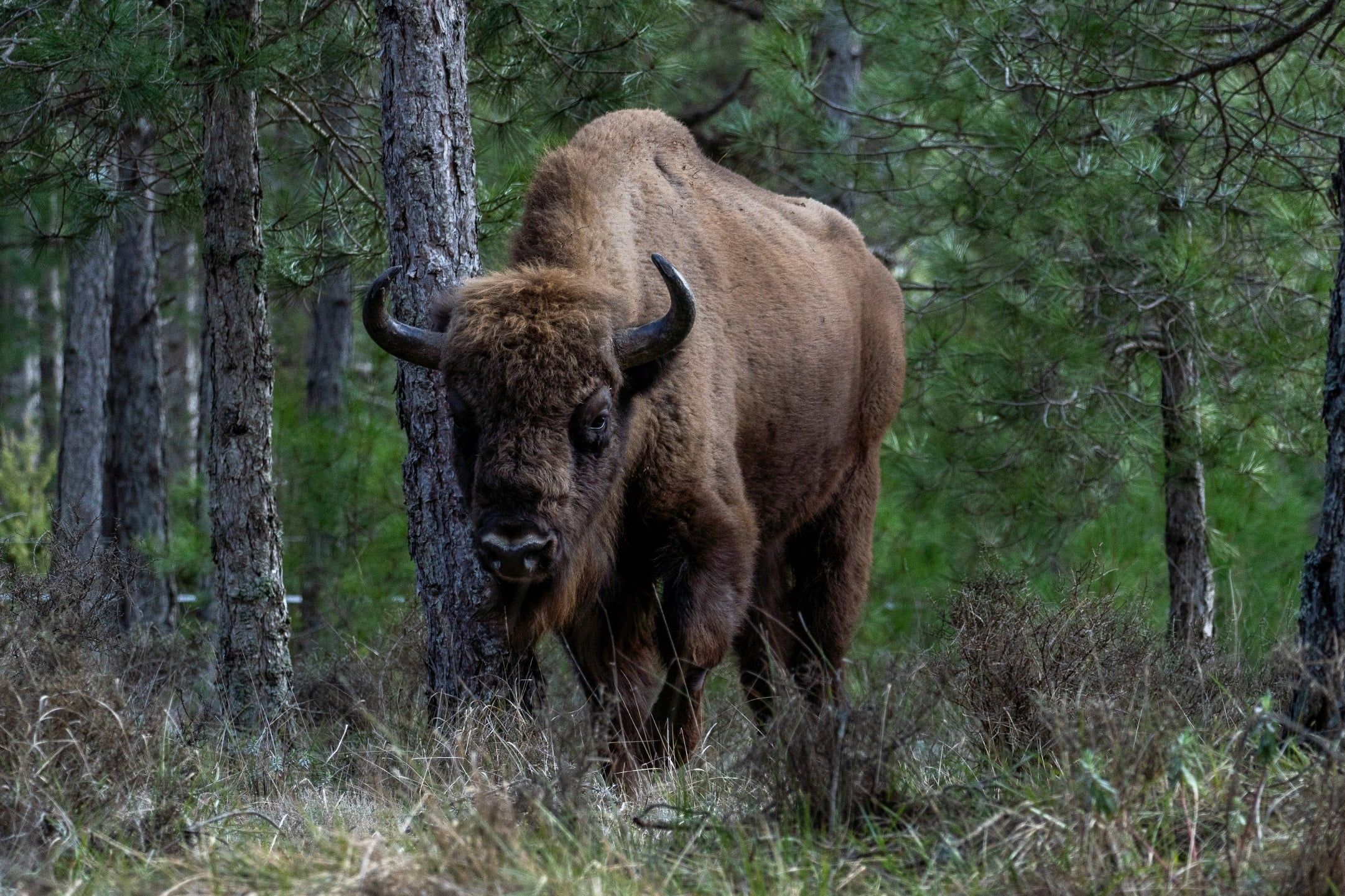 Żubr