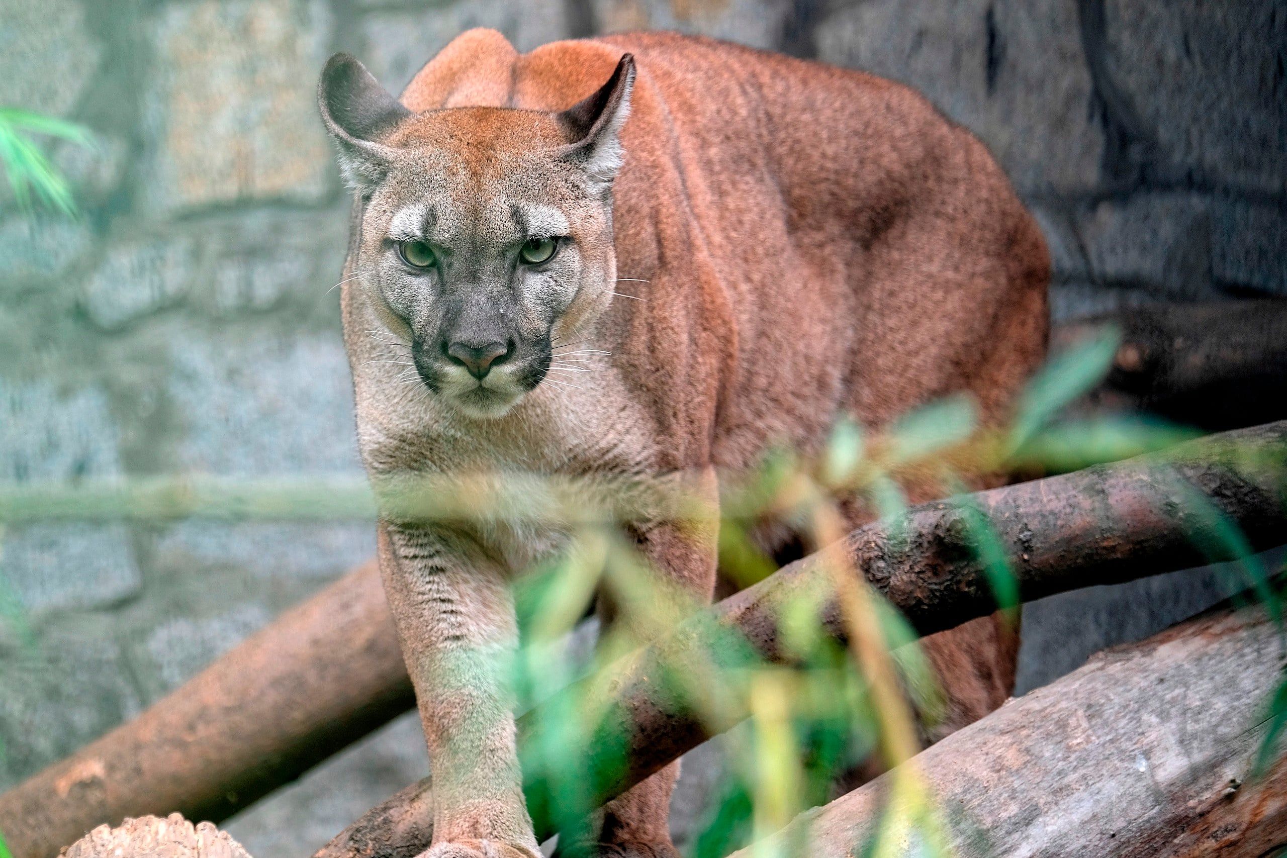 puma Nubia