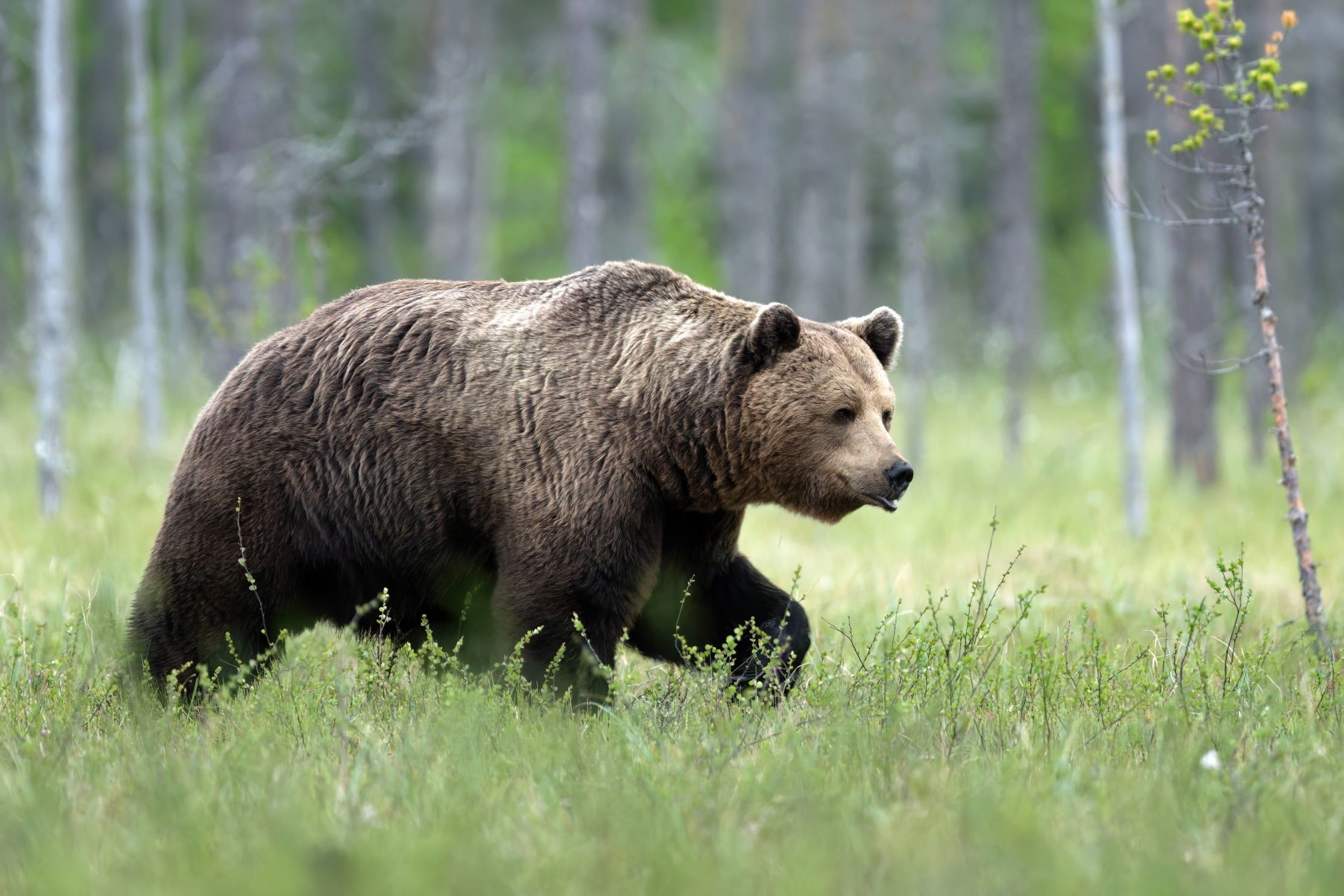 Wild,Brown,Bear,(,Ursus,Arctos,)