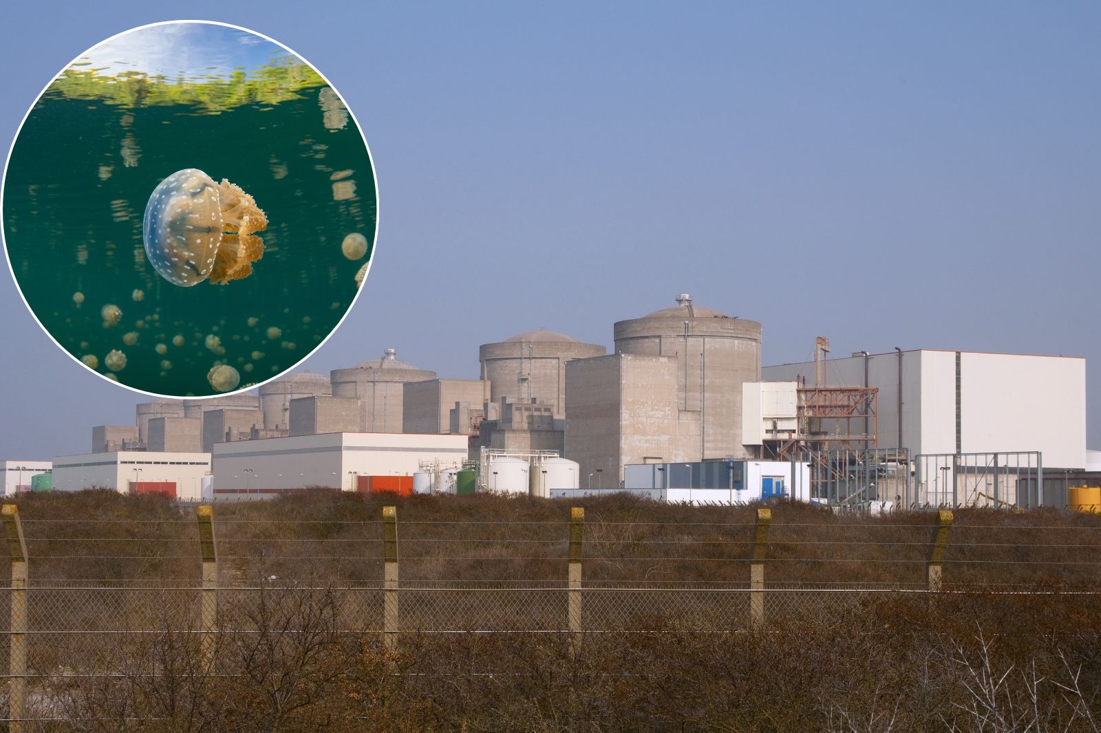 Elektrownia jądrowa elektrowni jądrowej Gravelines ma problem z meduzami