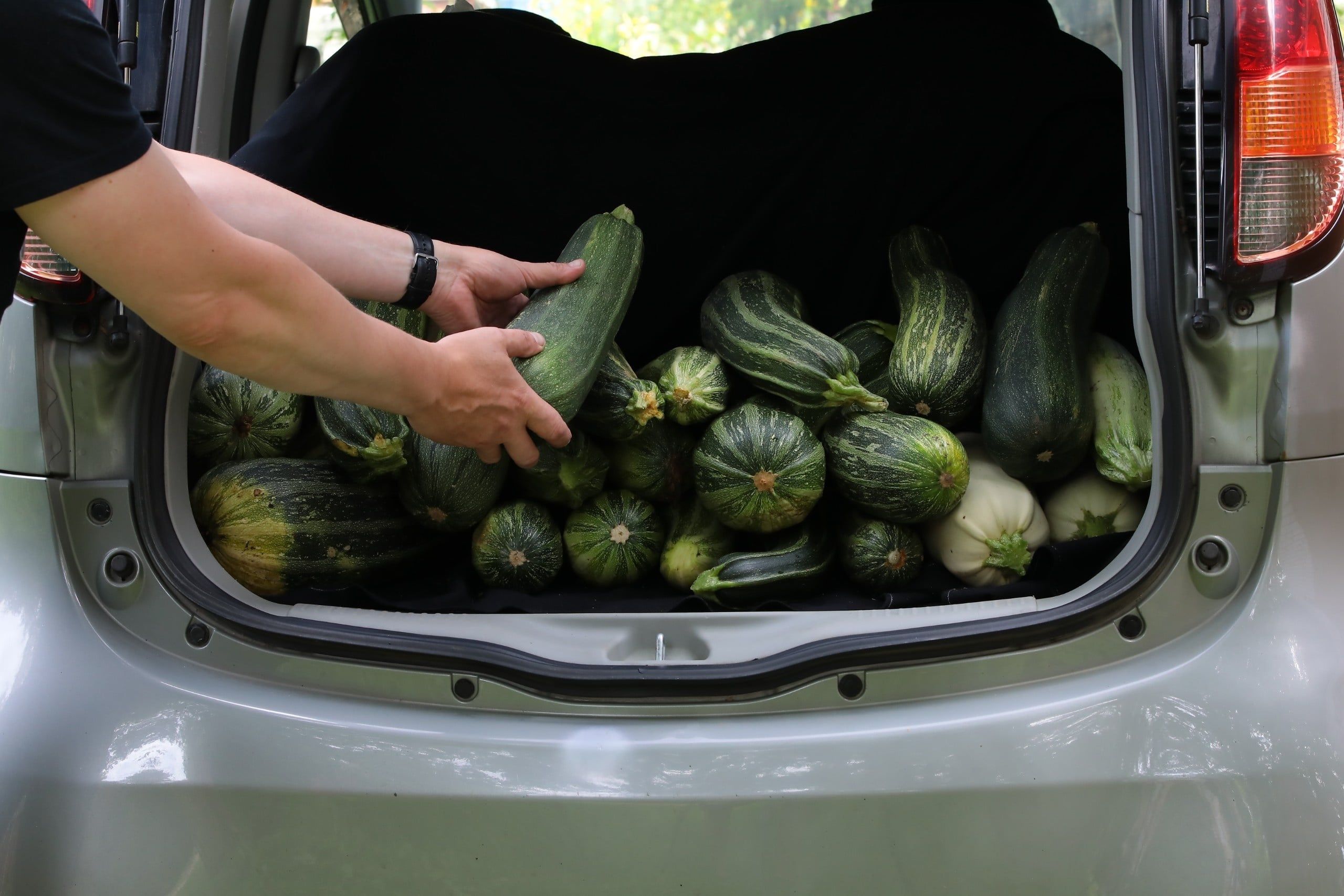 Person,Holding,A,Zucchini,Puts,A,Bunch,Of,Vegetables,In