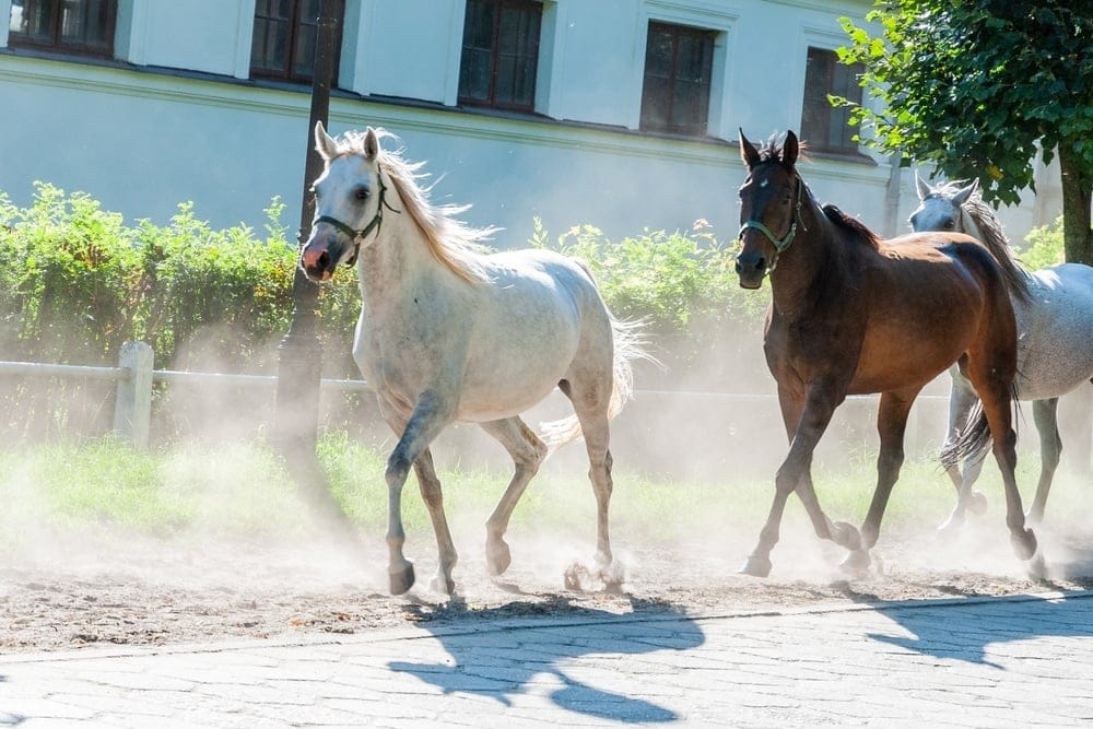 Arabian,Horse,Breeding,In,Janów,Podlaski.,Poland