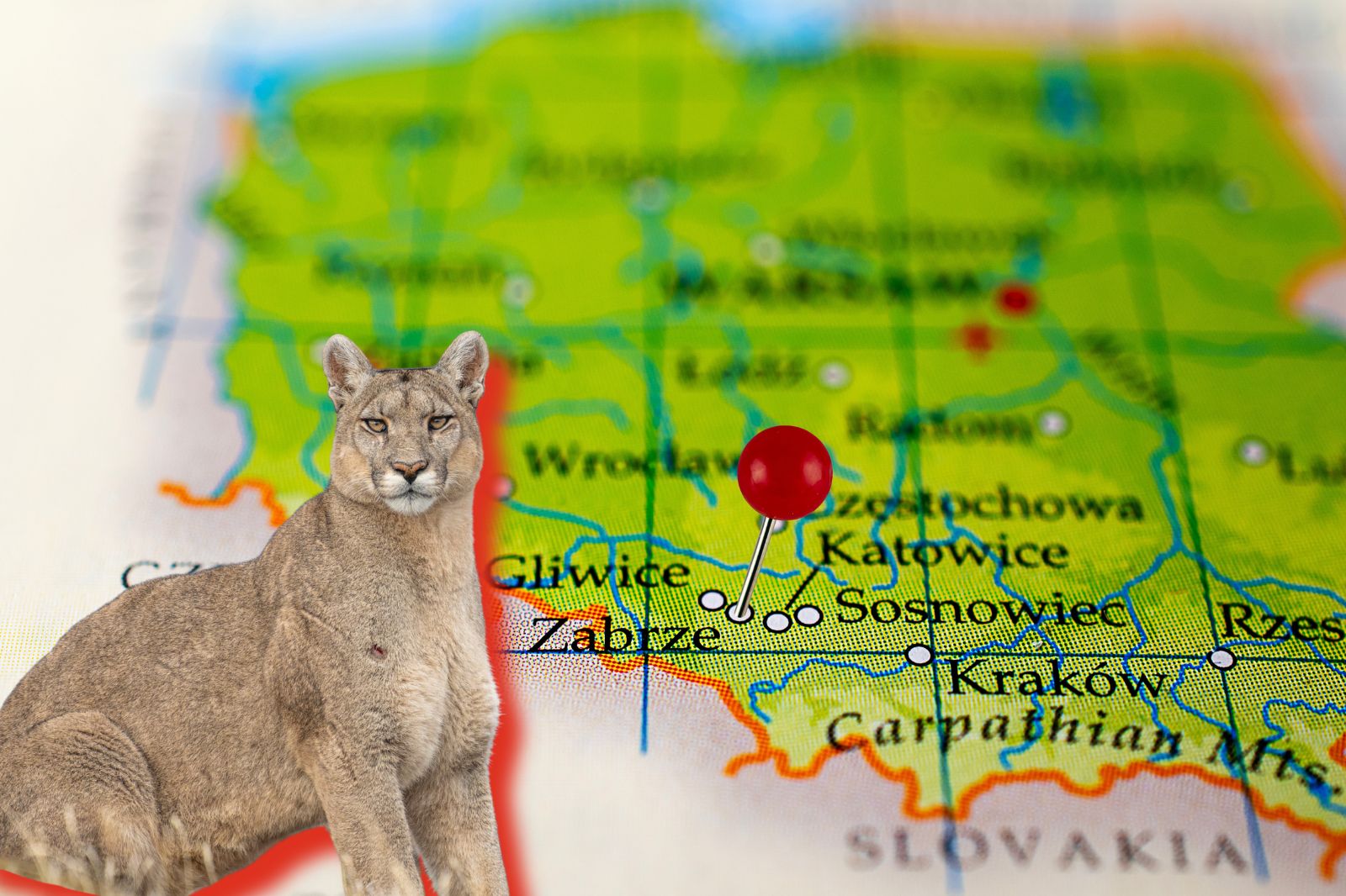 Puma i mapa Polski.