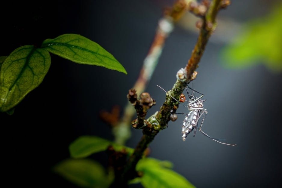 Aedes,Aegypti,Or,Asian,Tiger,Mosquito,,Known,For,Transmitting,Dengue
