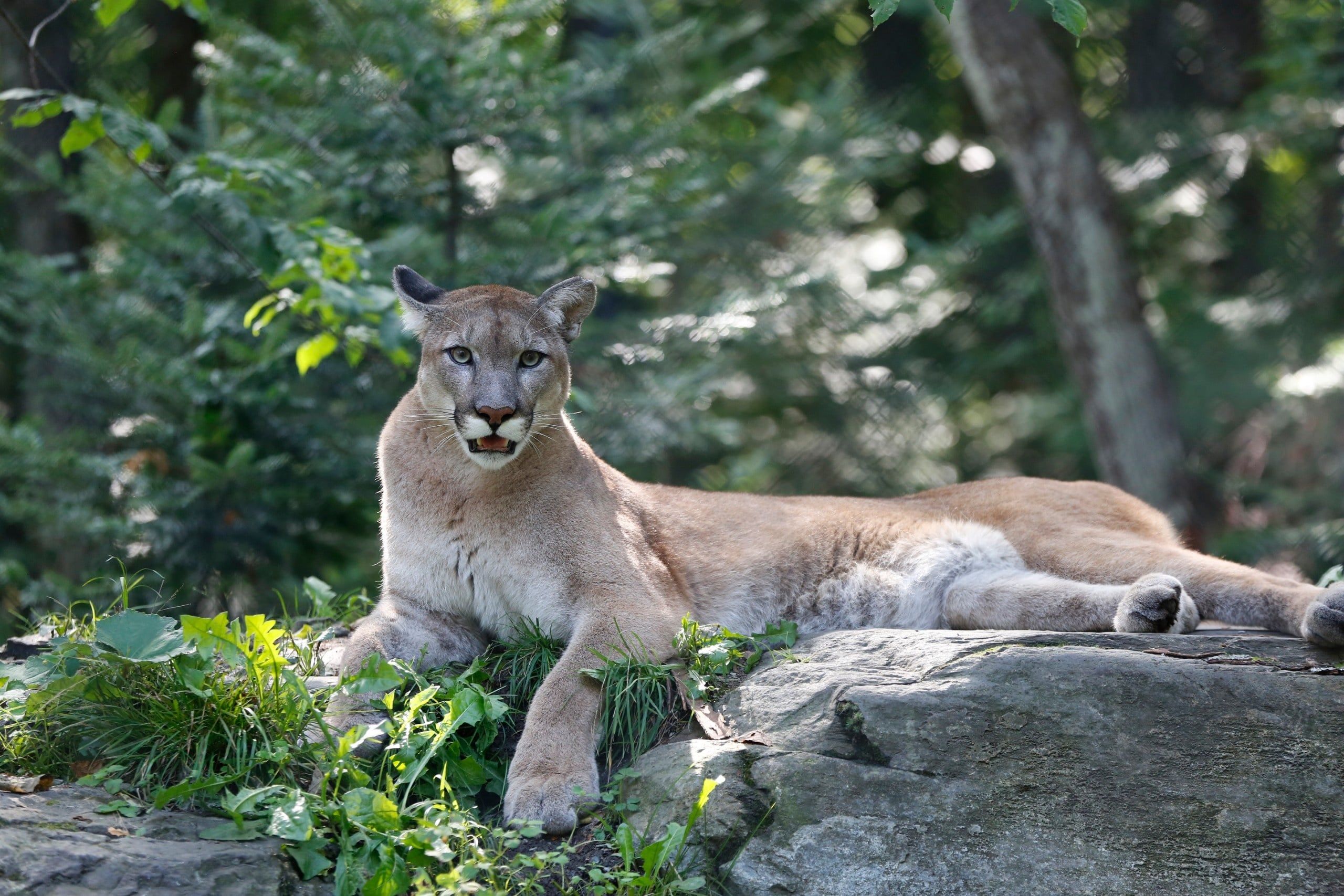 Puma,(puma,Concolor),,Also,Known,As,The,Mountain,Lion.