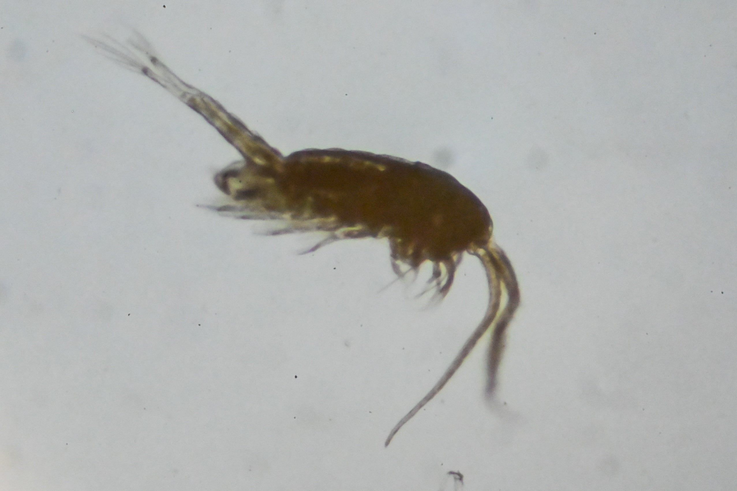 widłonogi Eurytemora nilsseni