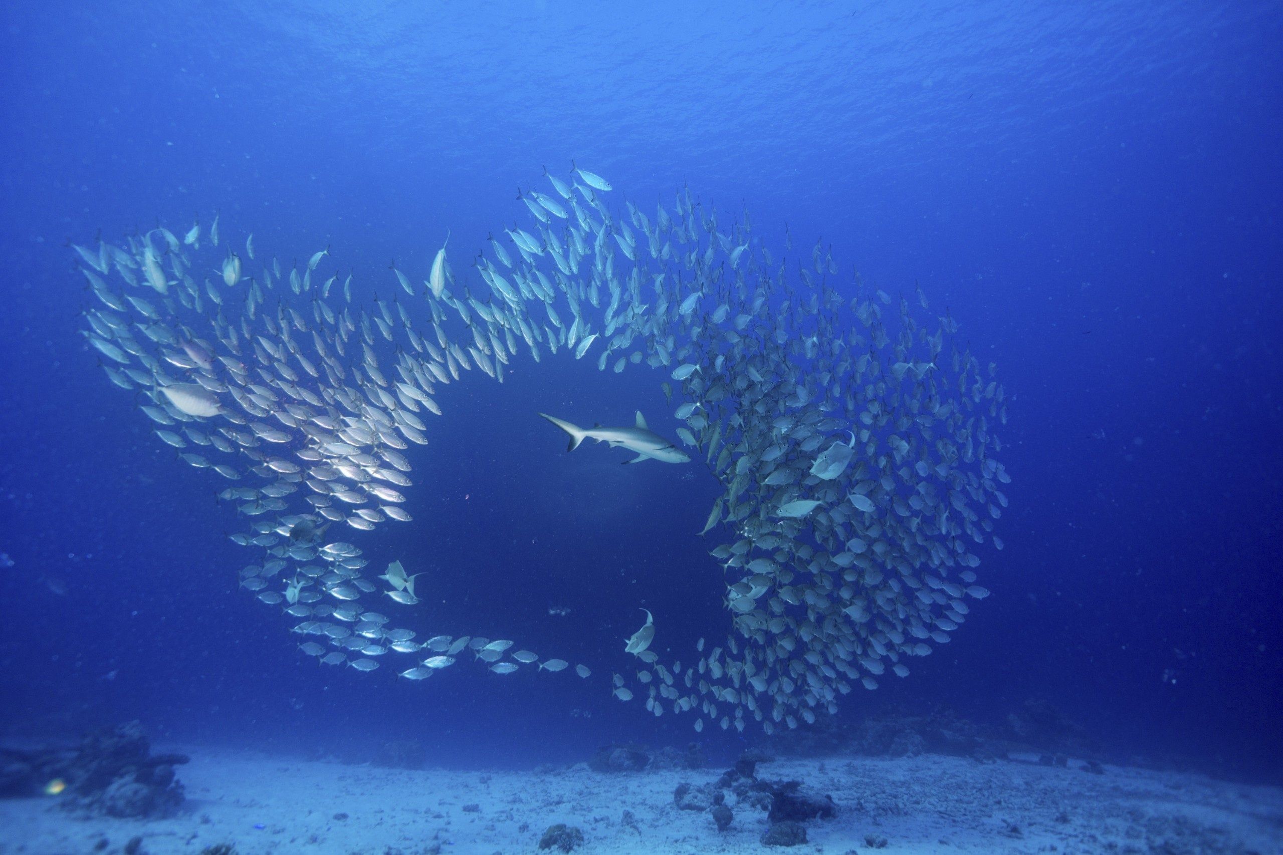 Grey,Reef,Shark,(carcharhinus,Amblyrhynchos),Hunting,A,Shoal,Of,Oxeye
