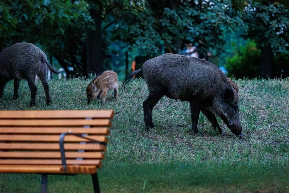 Wild,Boars,Roaming,An,Urban,Area,In,Bielany,District,Of