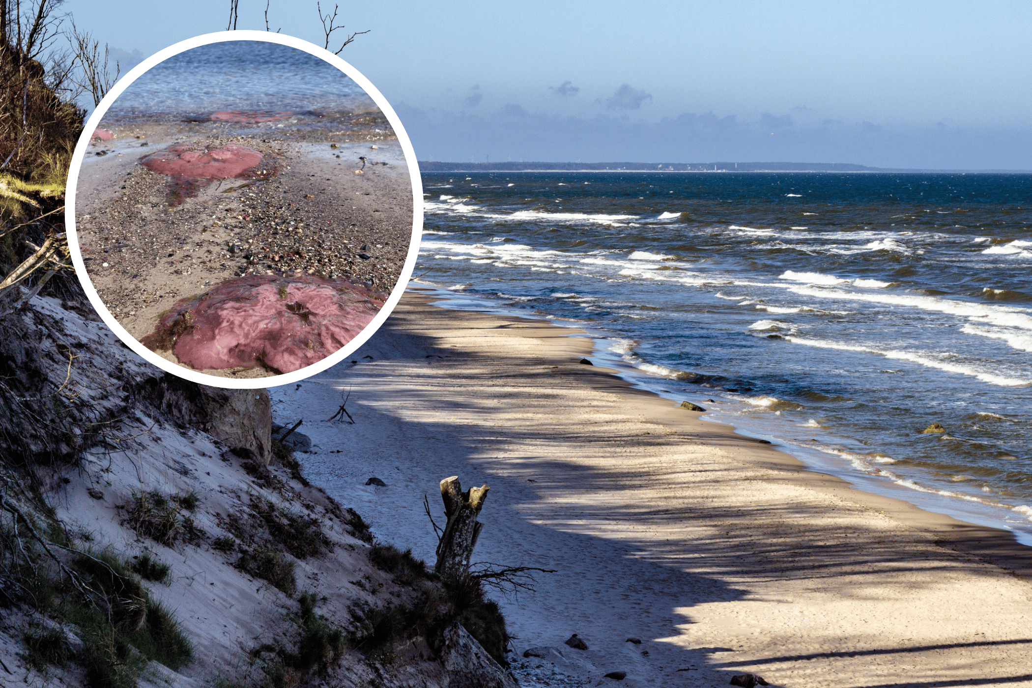 Setki różowych meduz pojawiły się na plażach nad Zatoką Lubecką. Ekspertka wyjaśnia, dlaczego zwierzęta zostały wyrzucone na brzeg.