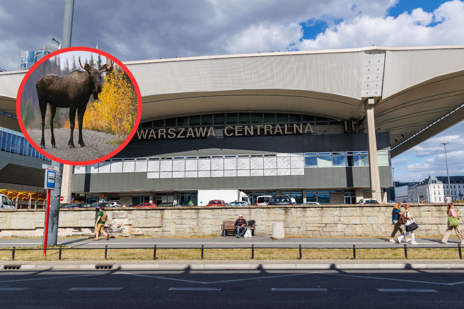 Łoś na torach w centrum Warszawy. Duże opóźnienia pociągów SKM i KM