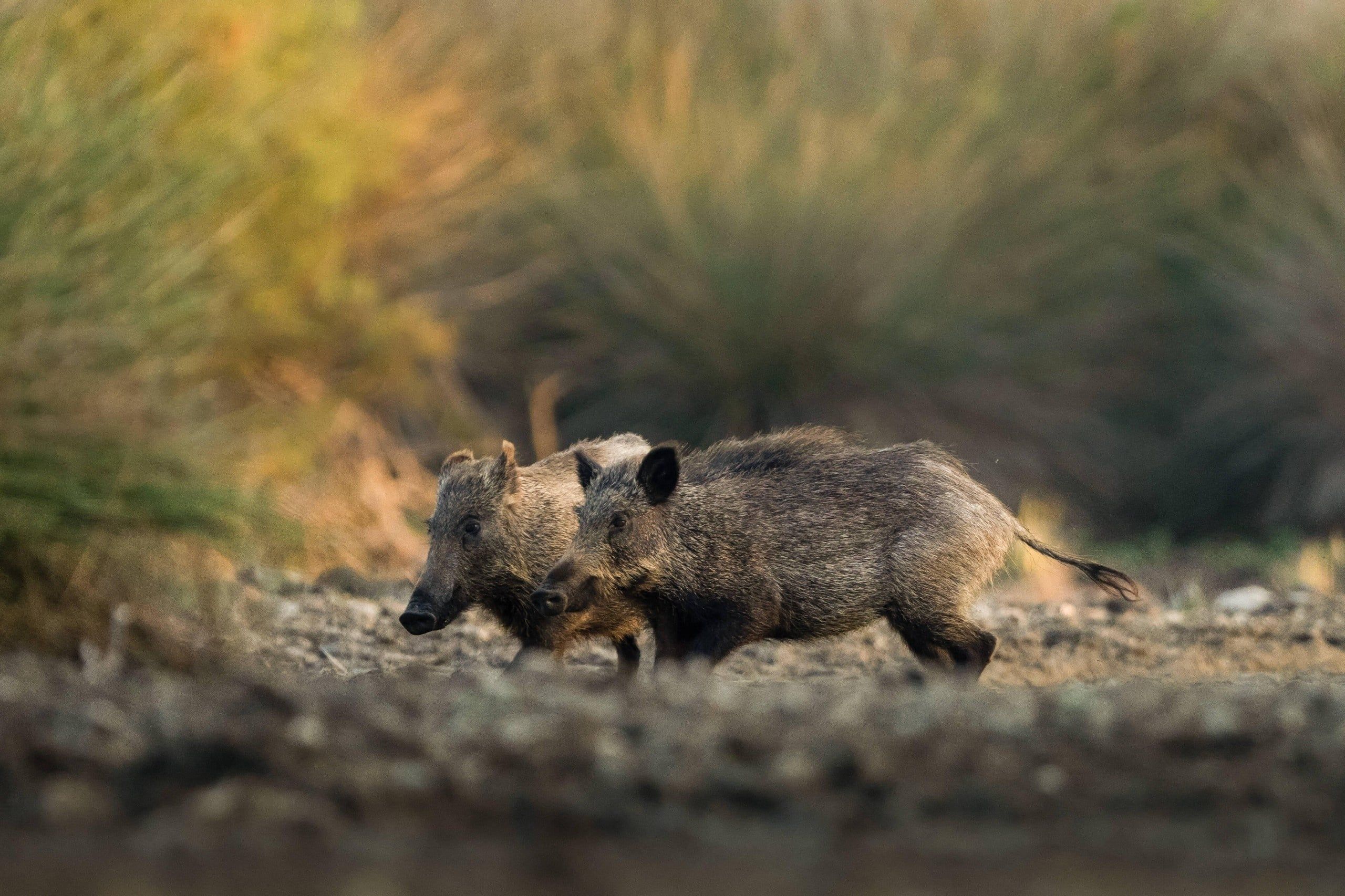Wild boars roam receded wetland areas in Karacabey Floodplain Forest