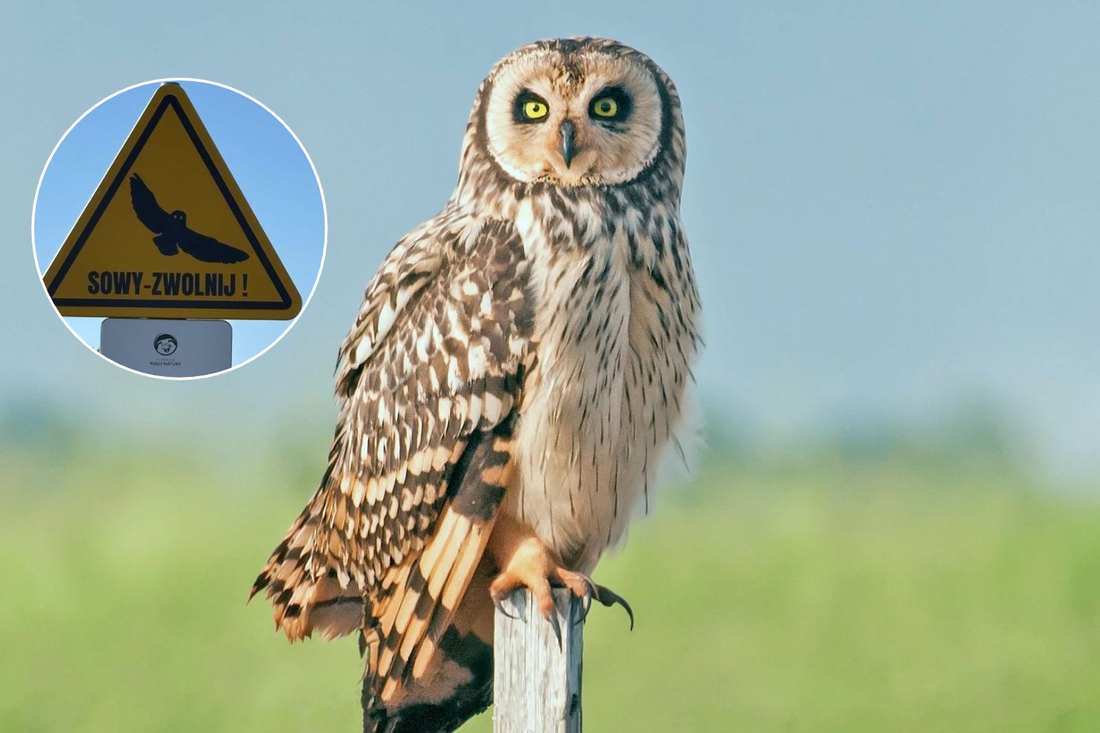 Pierwsze w Polsce znaki „Sowy – zwolnij”. Stanęły w powiecie głubczyckim