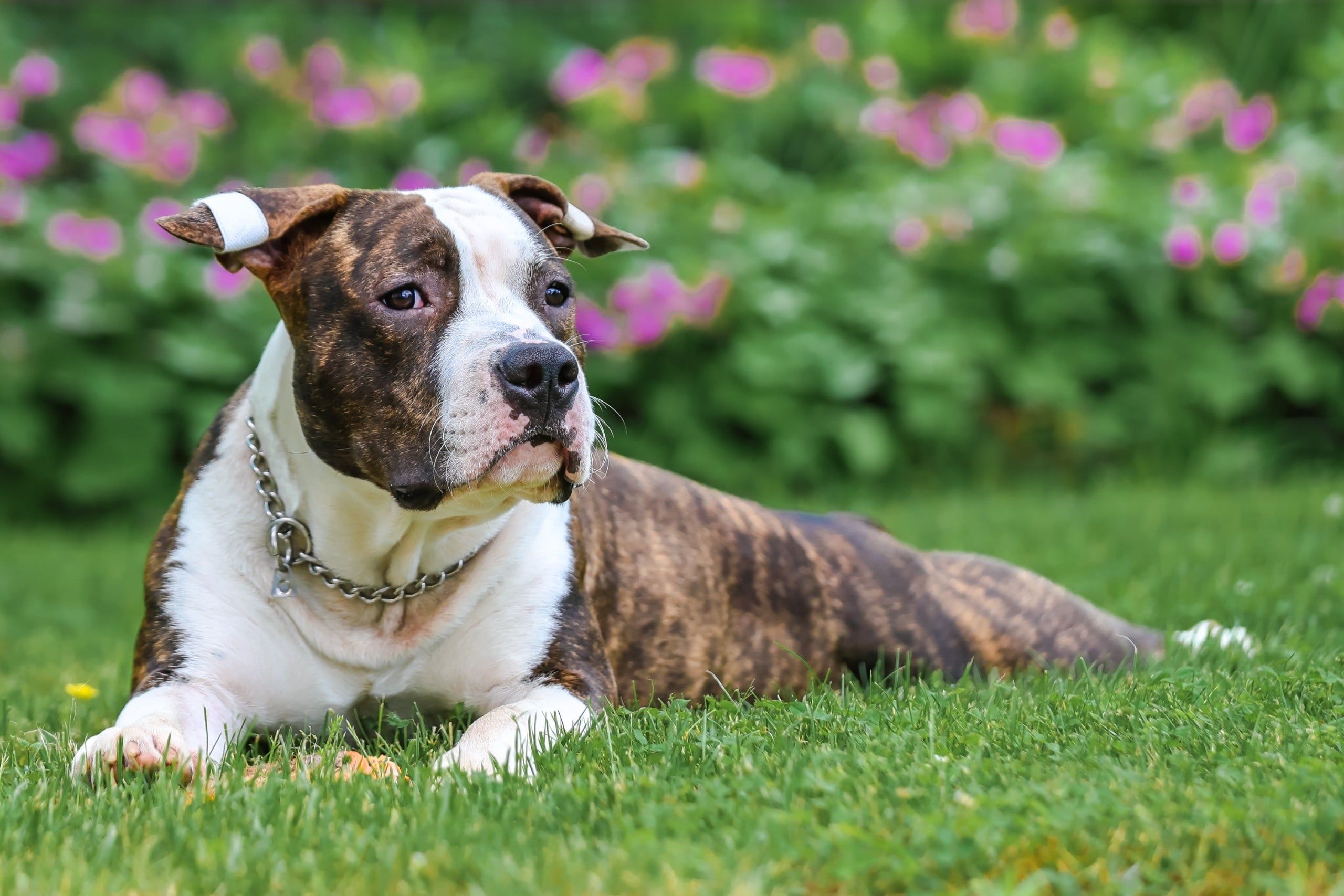 Amstaff zagryzł szpica u weterynarza. Pies był na rękach opiekunki