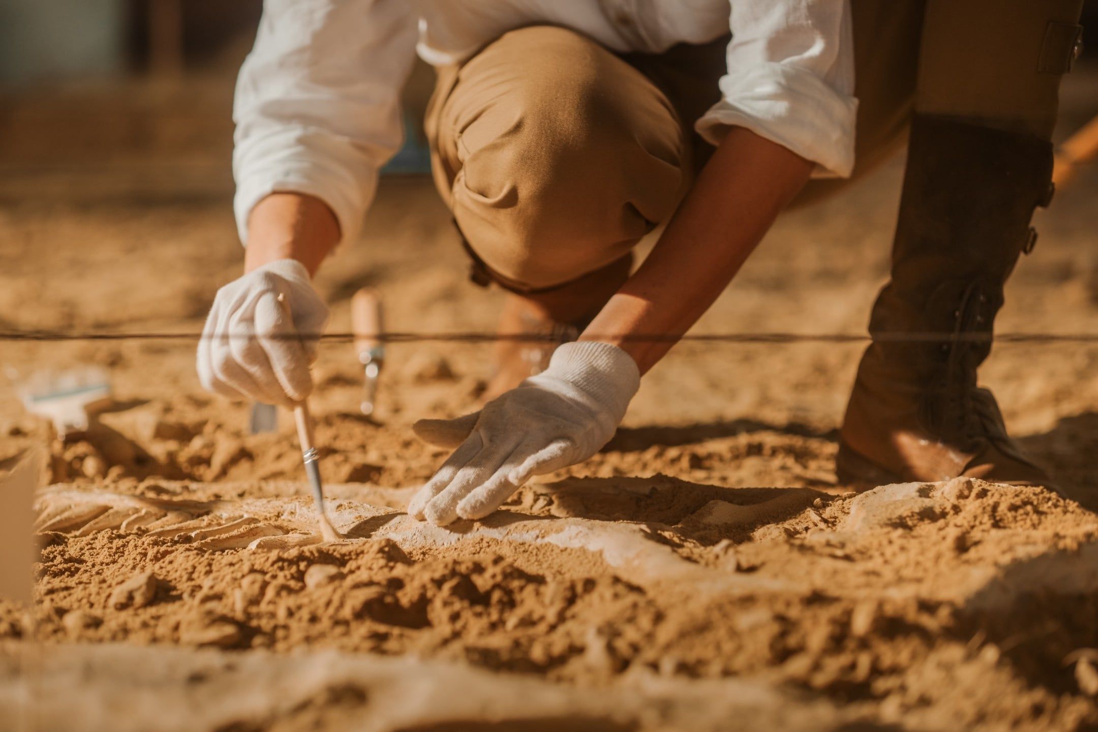 Paleontologist,Cleaning,Tyrannosaurus,Dinosaur,Skeleton,With,Brushes.,Archeologists,Discover,Fossil