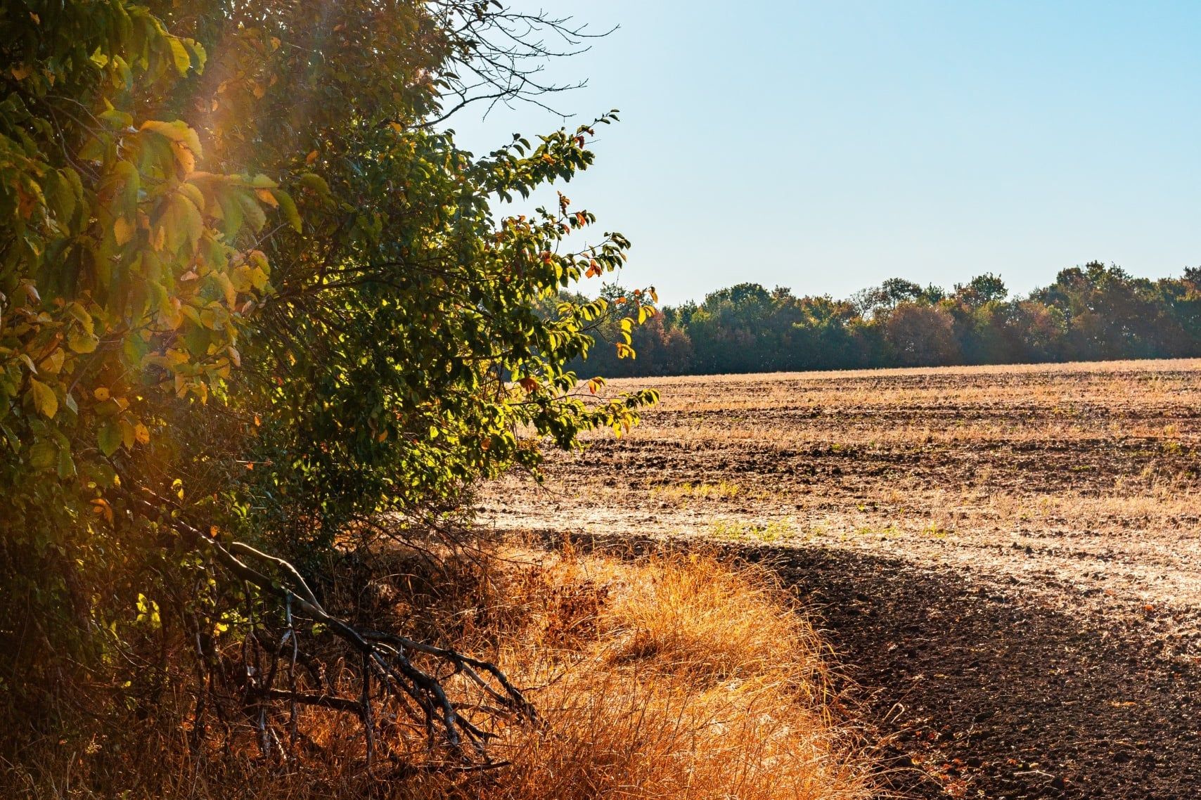 Trees,In,The,Autumn,Colors,,,Woodlands,At,The,Morning