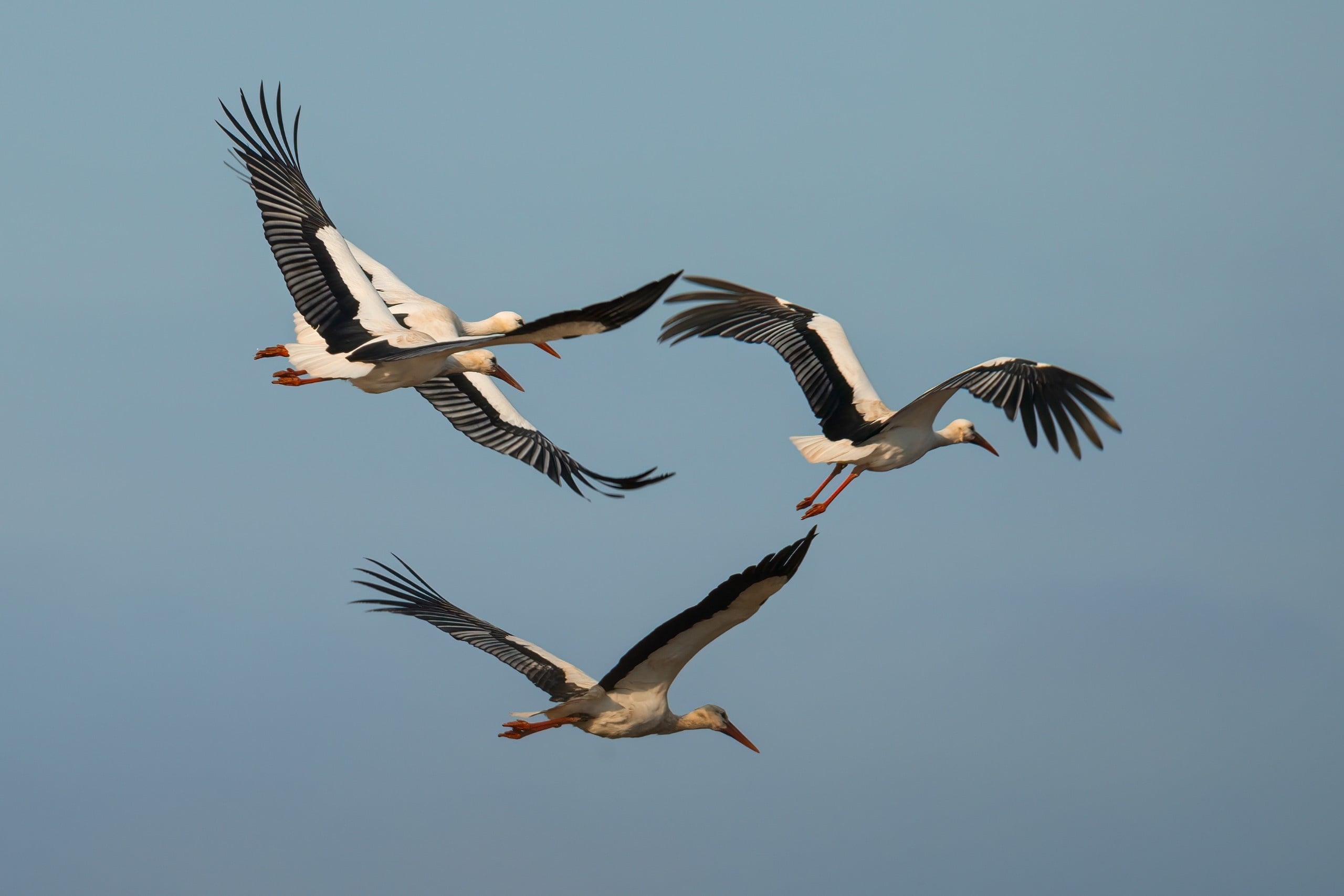 Migracja ptaków w Europie. Nowa mapa EuroBirdPortal pozwala śledzić wędrówki m.in. bocianów, żurawi i jaskółek.