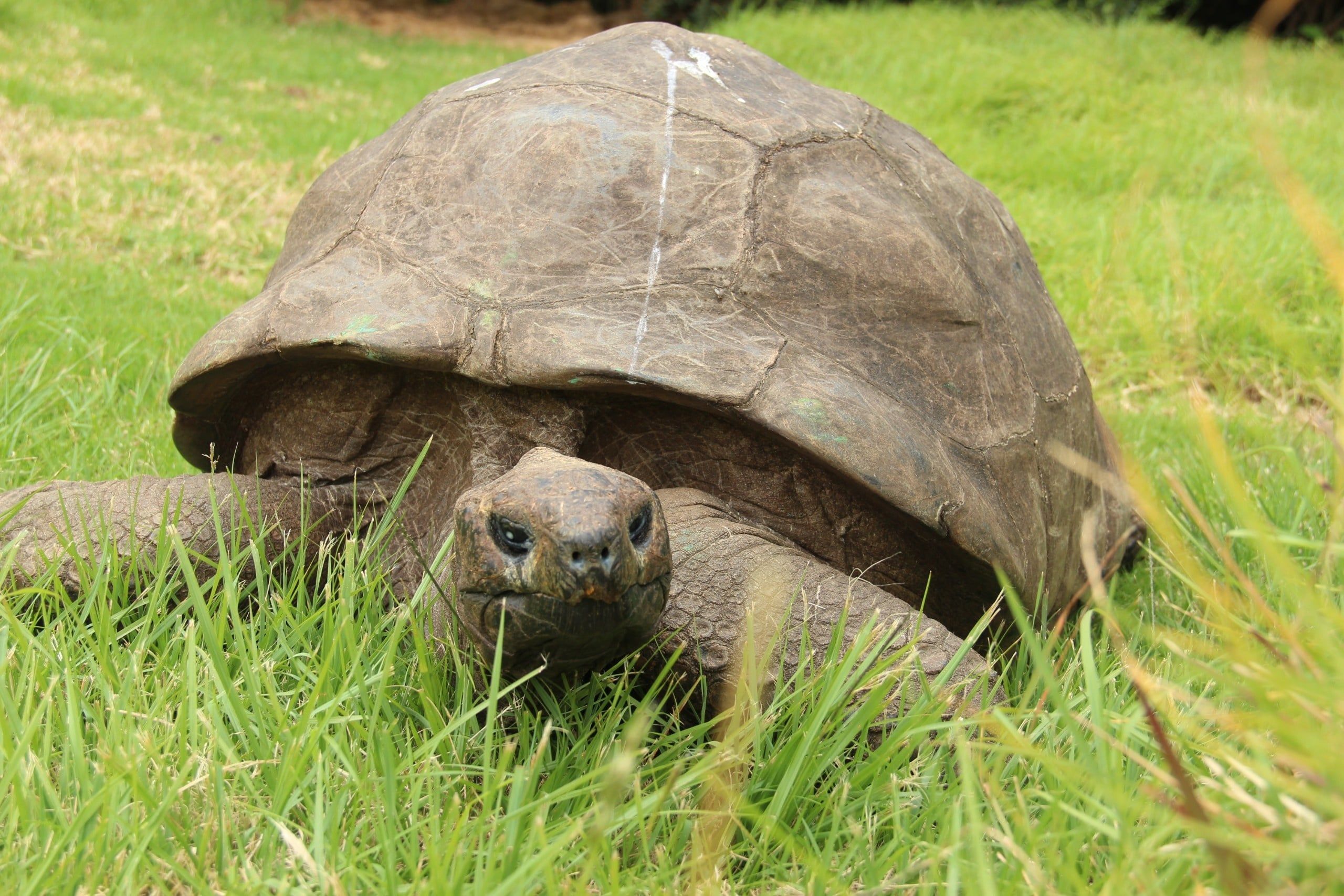 Jonathan,,A,Seychelles,Giant,Tortoise,,And,Possibly,The,Oldest,Animal