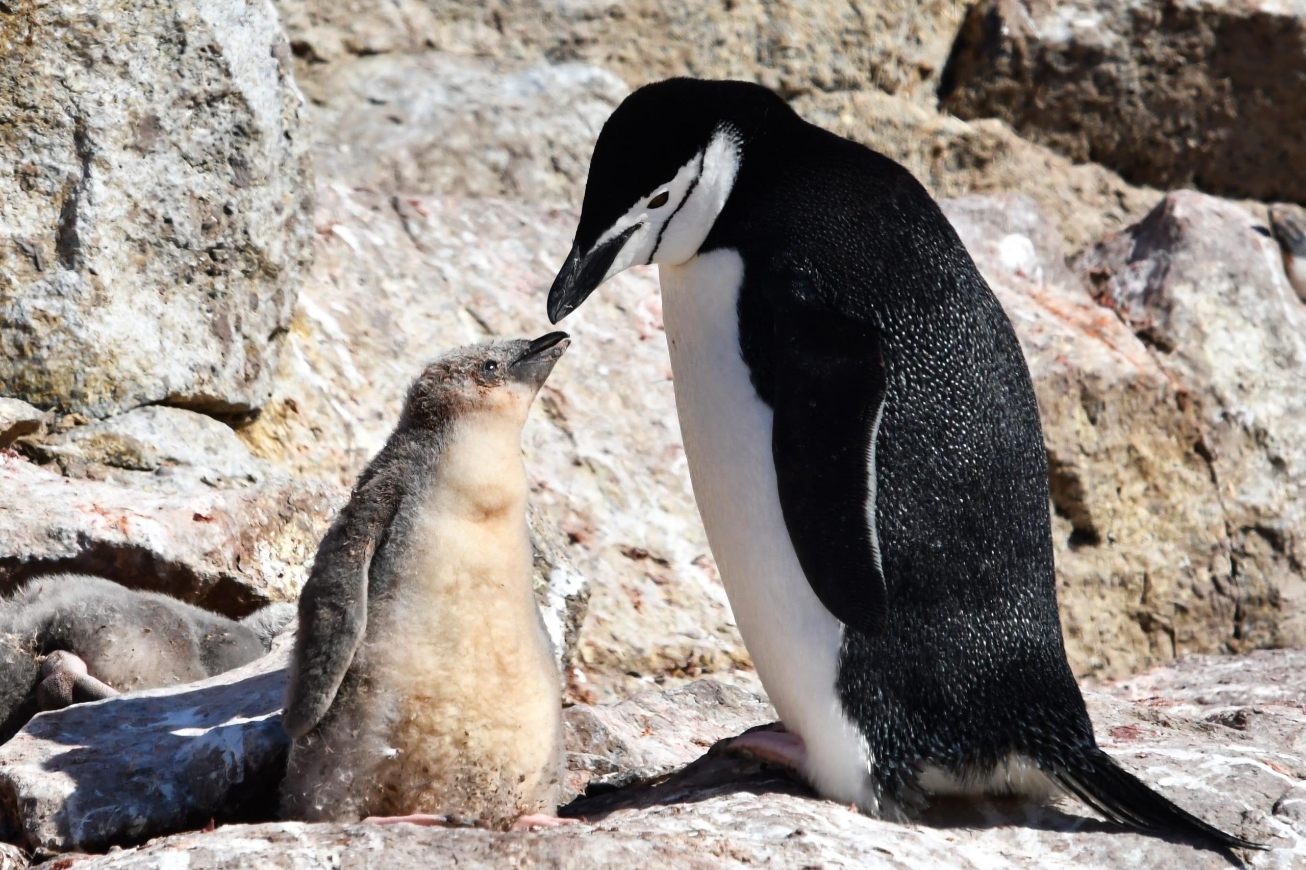 Adult,And,Juvenile,Chinstrap,Penguins,(pygoscelis,Antarcticus),On,Rocky,Antarctic