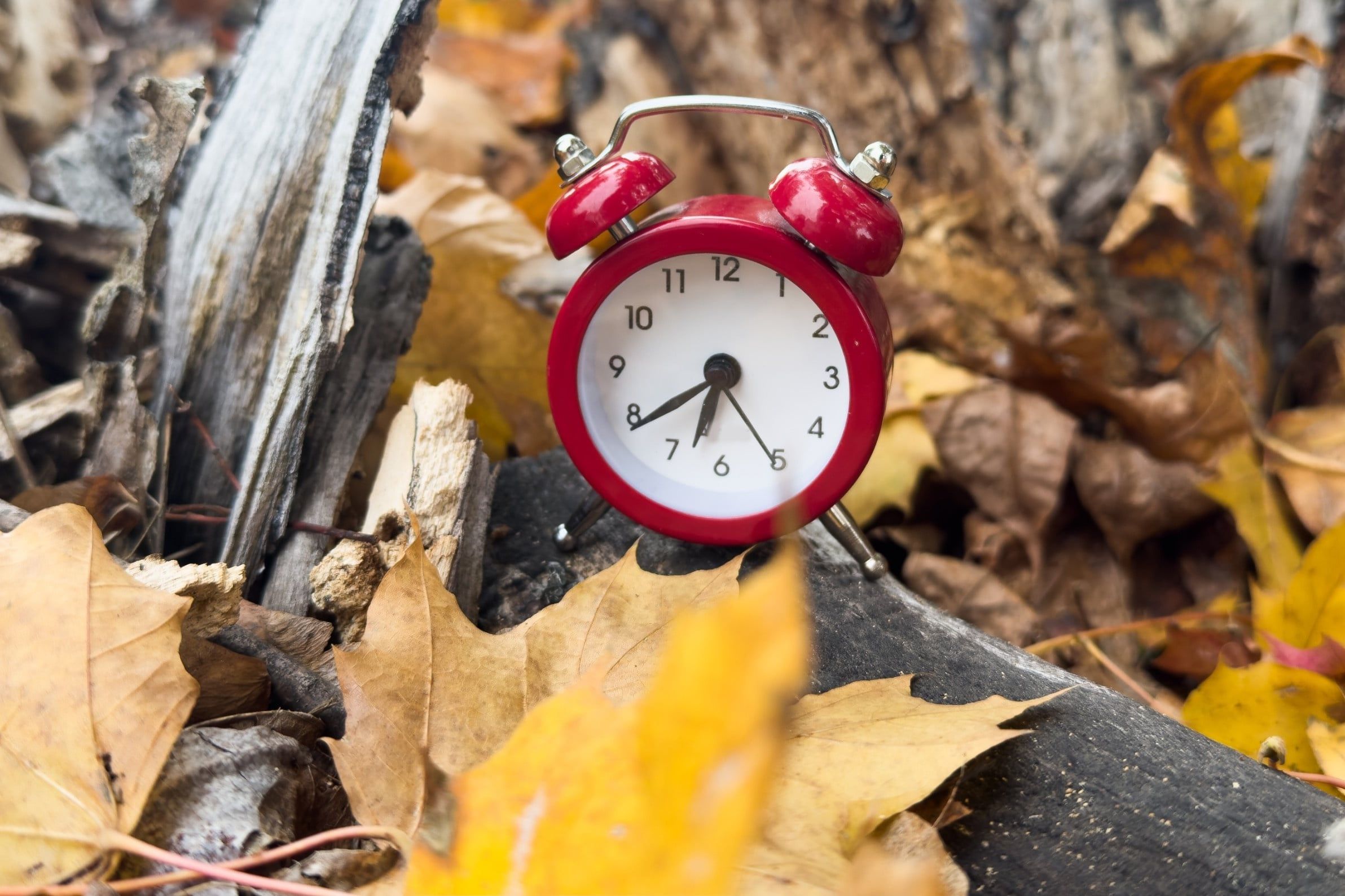 Alarm,Clock,In,Colorful,Autumn,Leaves,Isolated,Against,A,White
