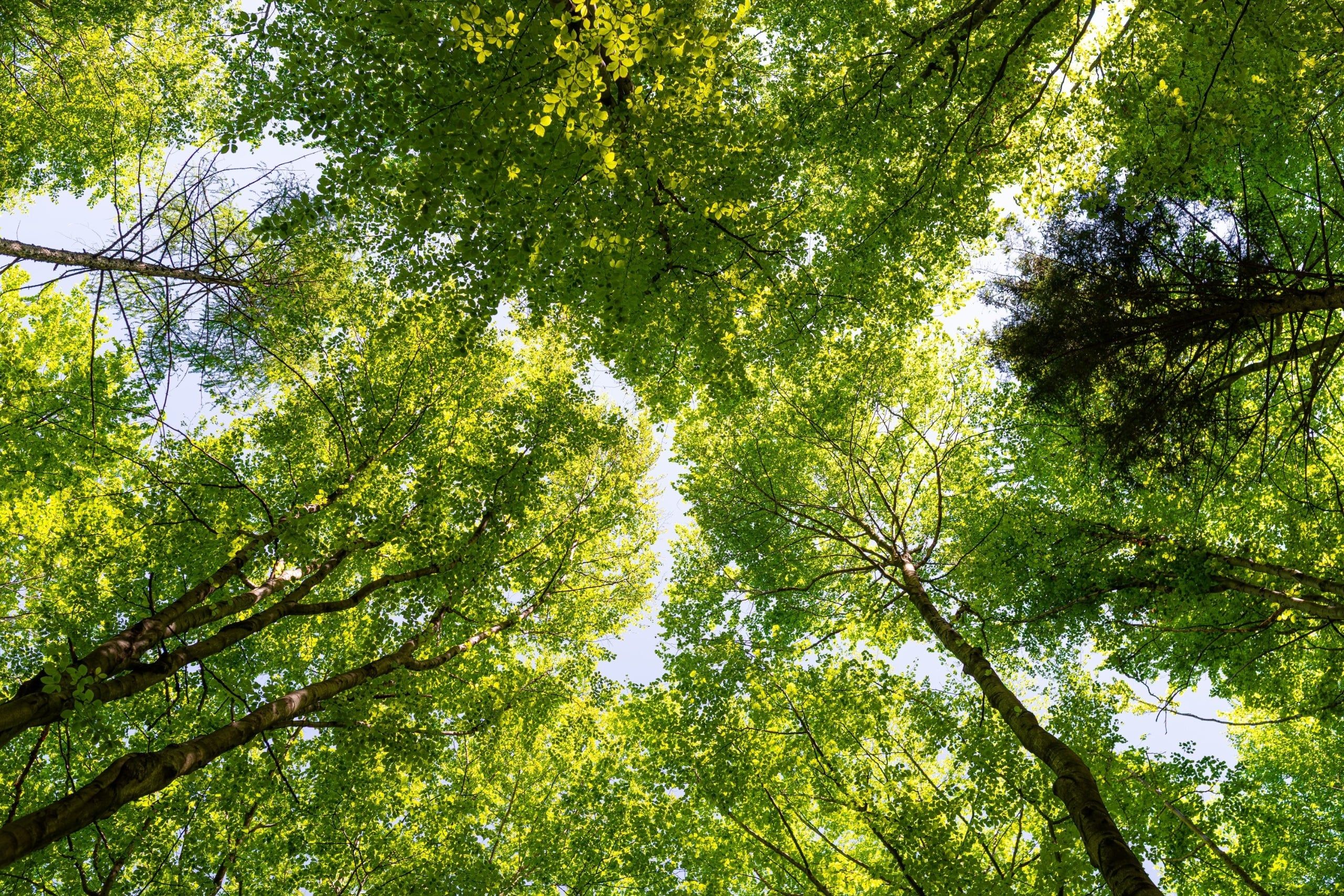 Photo,Of,Looking,Up,Through,Lush,Green,Beech,Forest,Canopy