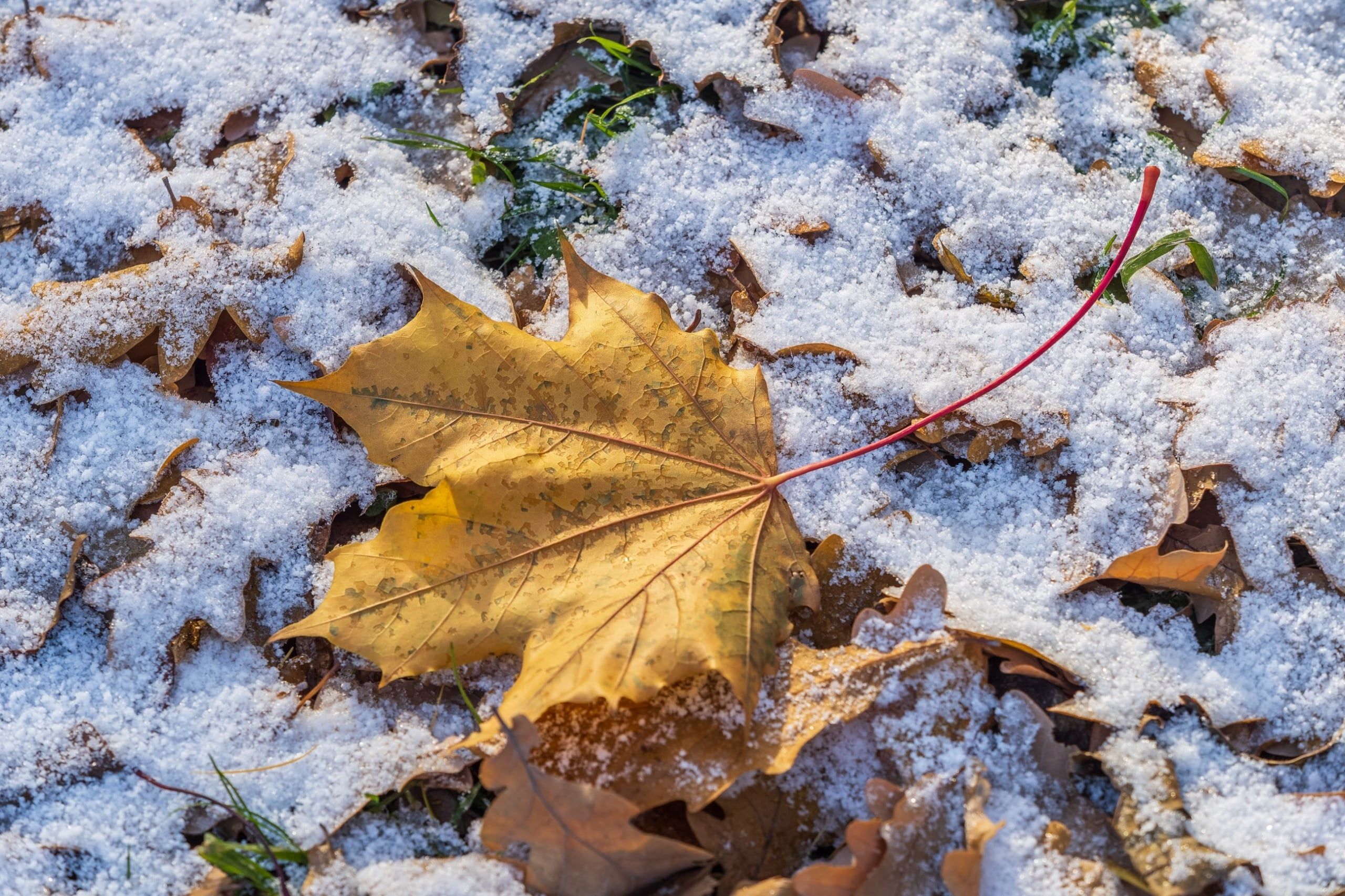 Pogoda na listopad 2026. Prognozy wskazują na napływ arktycznego powietrza do Polski, silne mrozy i możliwe opady śniegu. Lokalnie temperatura może spaść nawet do -17 st. C.