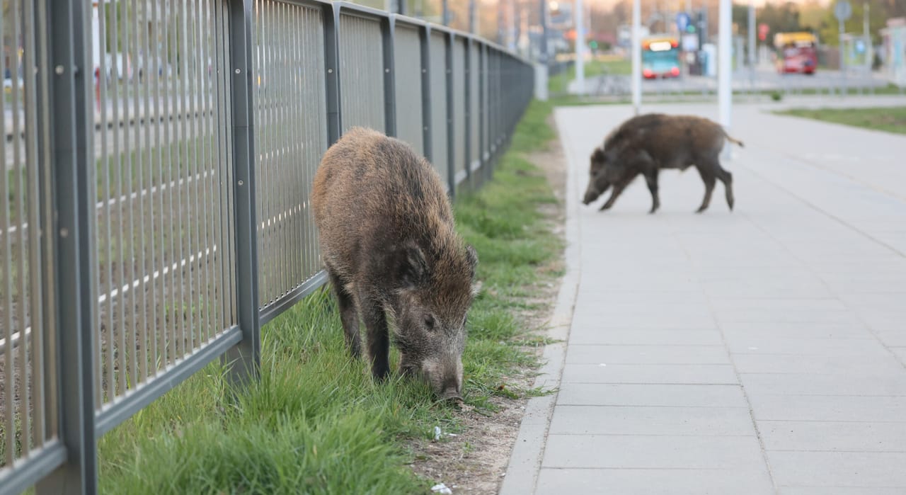 dzik szukający pożywienia przy chodniku w mieście, w tle ulica z ruchem drogowym