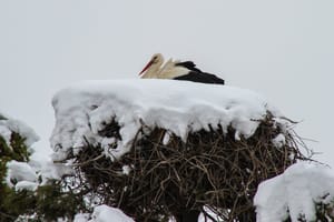Zaskakujący powrót bocianów. Eksperci mówią wprost: to już nie przypadek