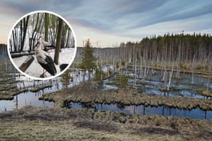 Z Afryki na Mazury. Historia bociana, który wyprzedził wiosnę