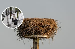 Mazury odetchnęły z ulgą. Krutek dochodzi do siebie w Krutyni