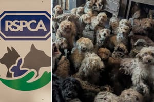 Tych zdjęć nie stworzyła AI. 250 psów stłoczonych w jednym domu