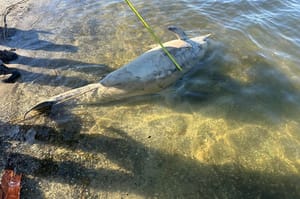 Martwy delfin w Zalewie Szczecińskim. Ustalają, jak się do nas zabłąkał