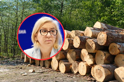 Rynek drewna w Polsce od kilku lat funkcjonuje pod narastającą presją – alarmuje branża